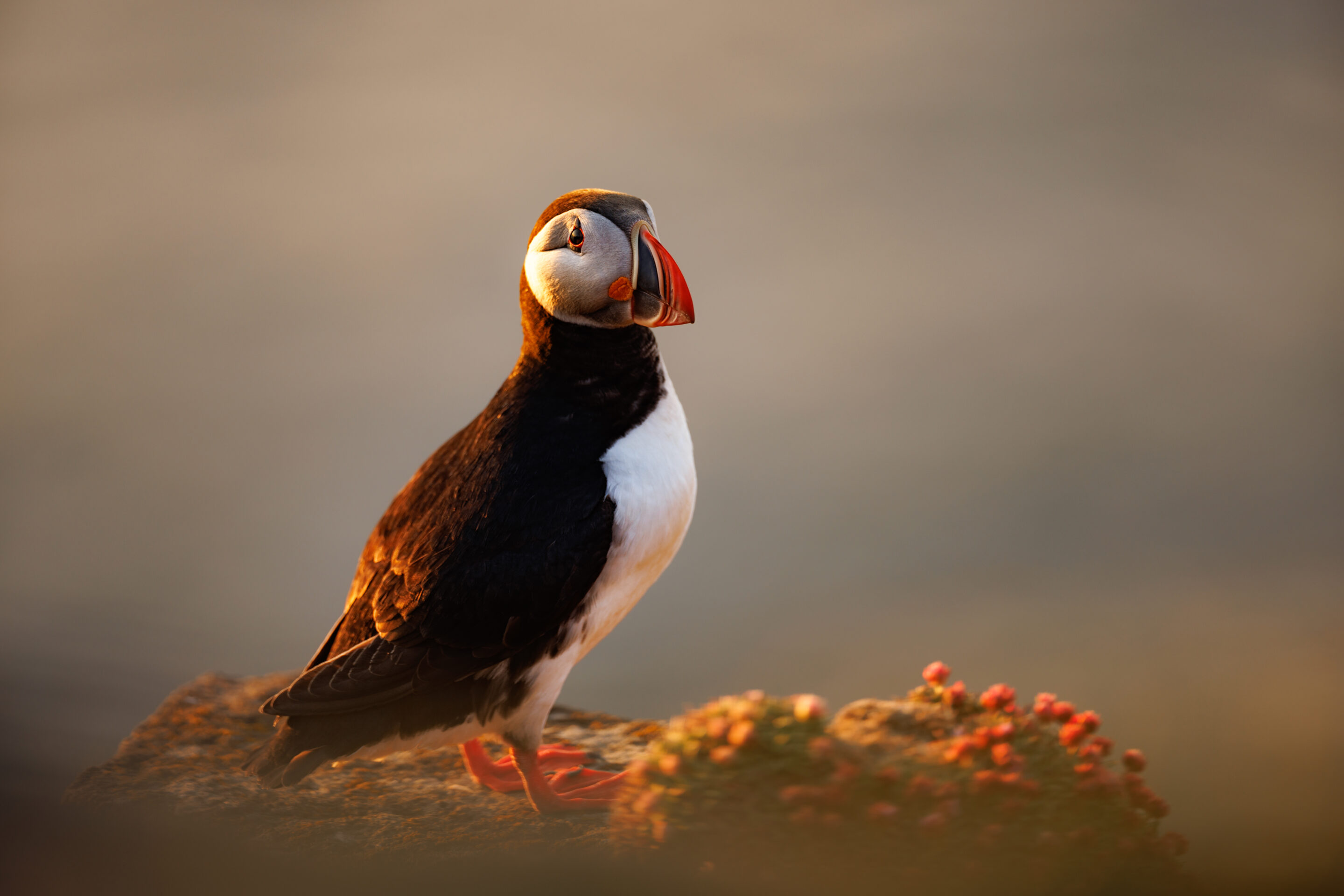 Puffin ©Jacques Bibinet - Photographe animalier Puffin ©Jacques Bibinet - Photographe animalier