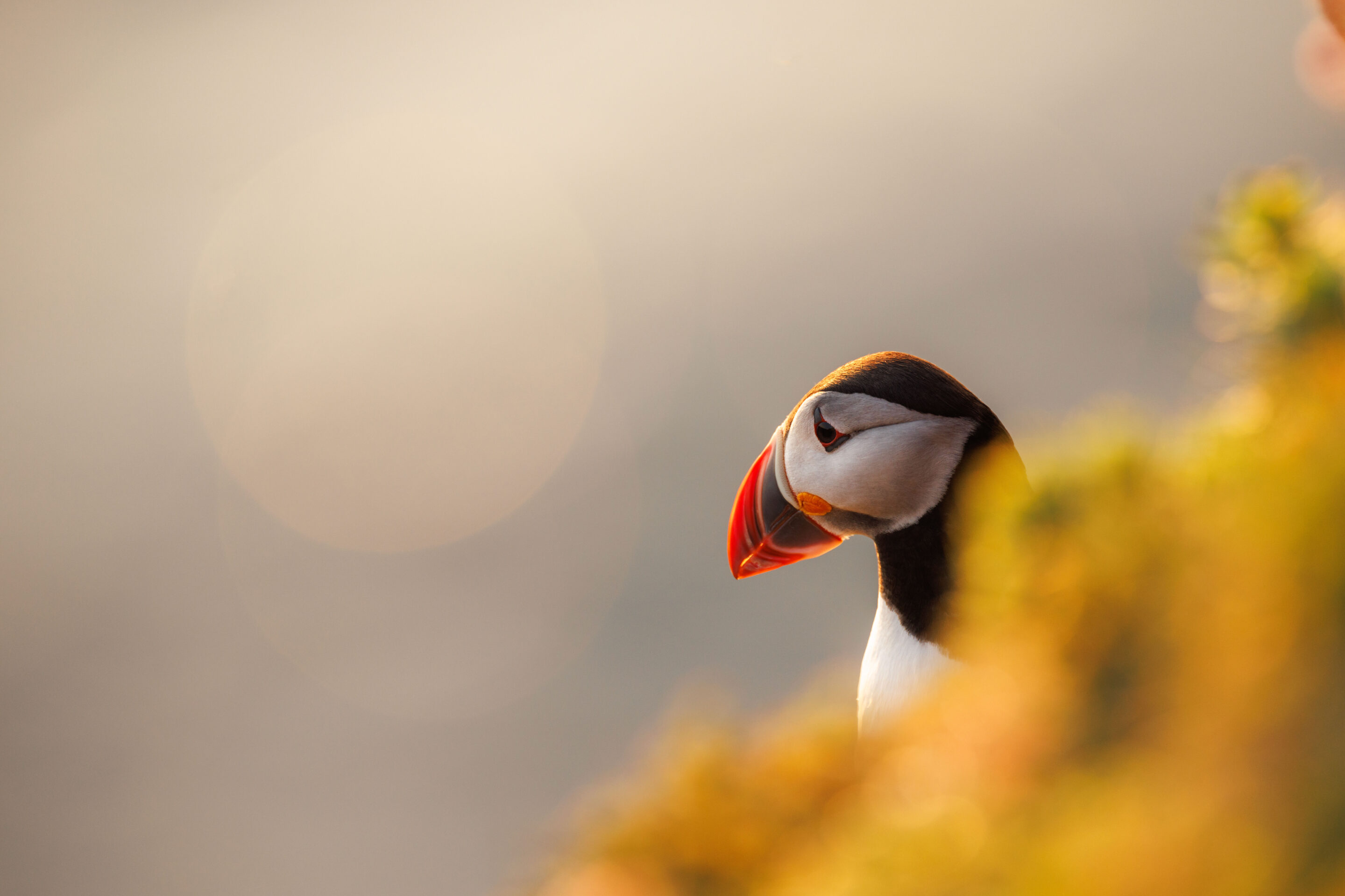 Puffin ©Jacques Bibinet - Photographe animalier Puffin ©Jacques Bibinet - Photographe animalier
