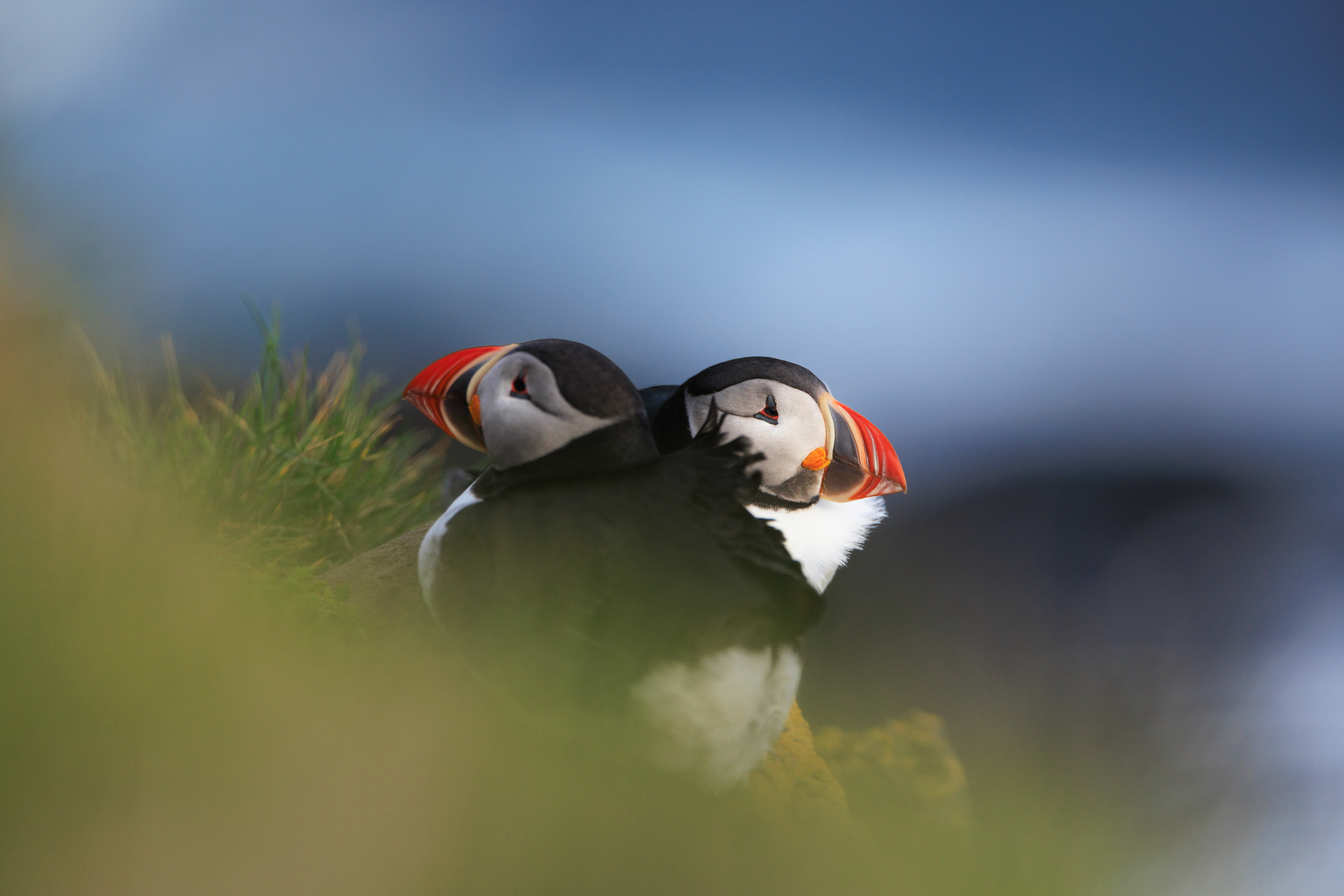 Puffin ©Jacques Bibinet - Photographe animalier Puffin ©Jacques Bibinet - Photographe animalier