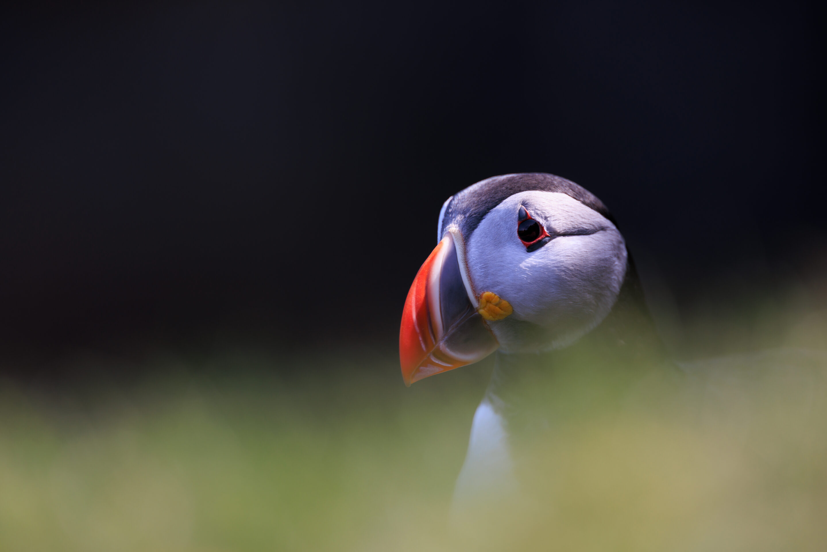Puffin ©Jacques Bibinet - Photographe animalier Puffin ©Jacques Bibinet - Photographe animalier