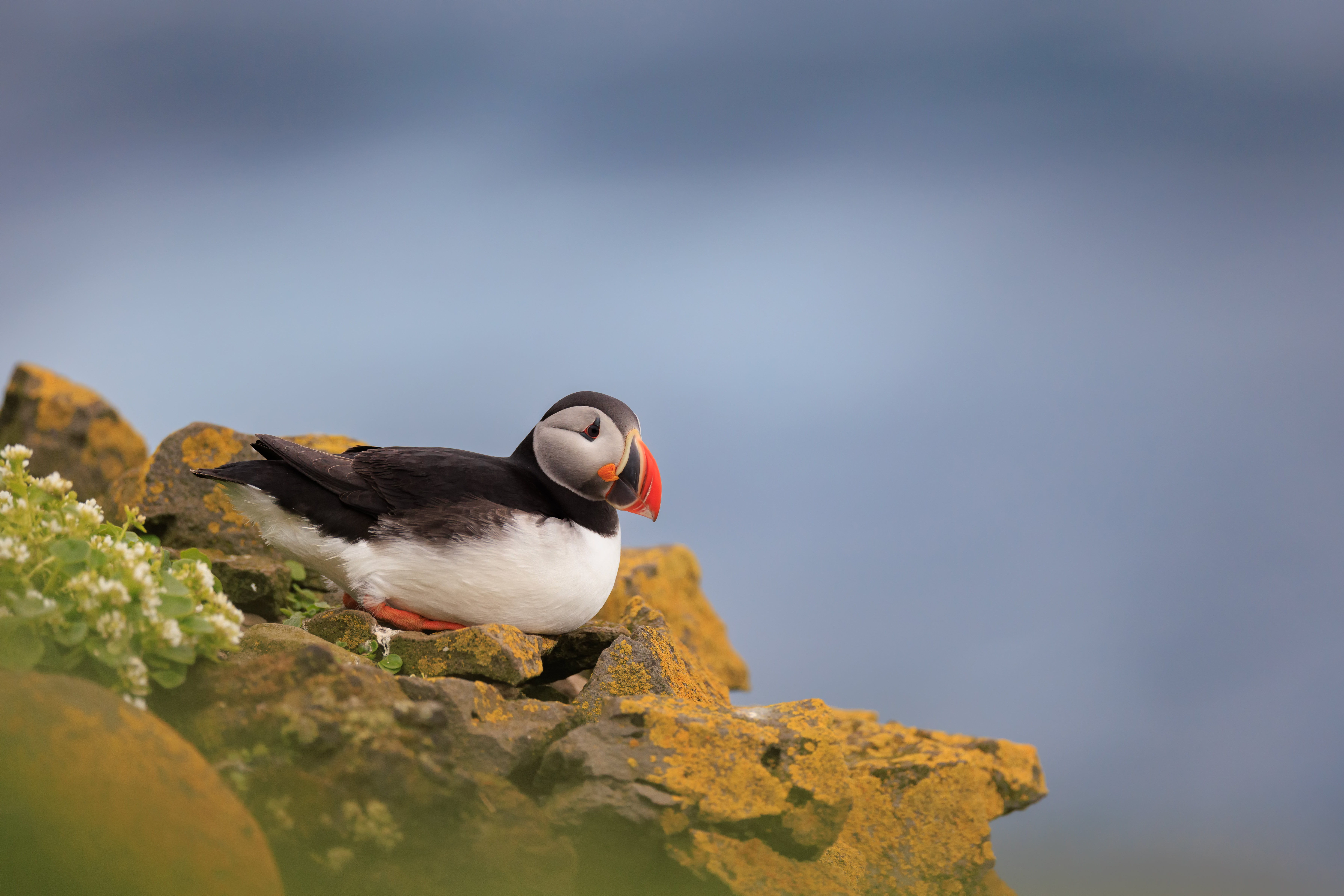 Puffin ©Jacques Bibinet - Photographe animalier Puffin ©Jacques Bibinet - Photographe animalier
