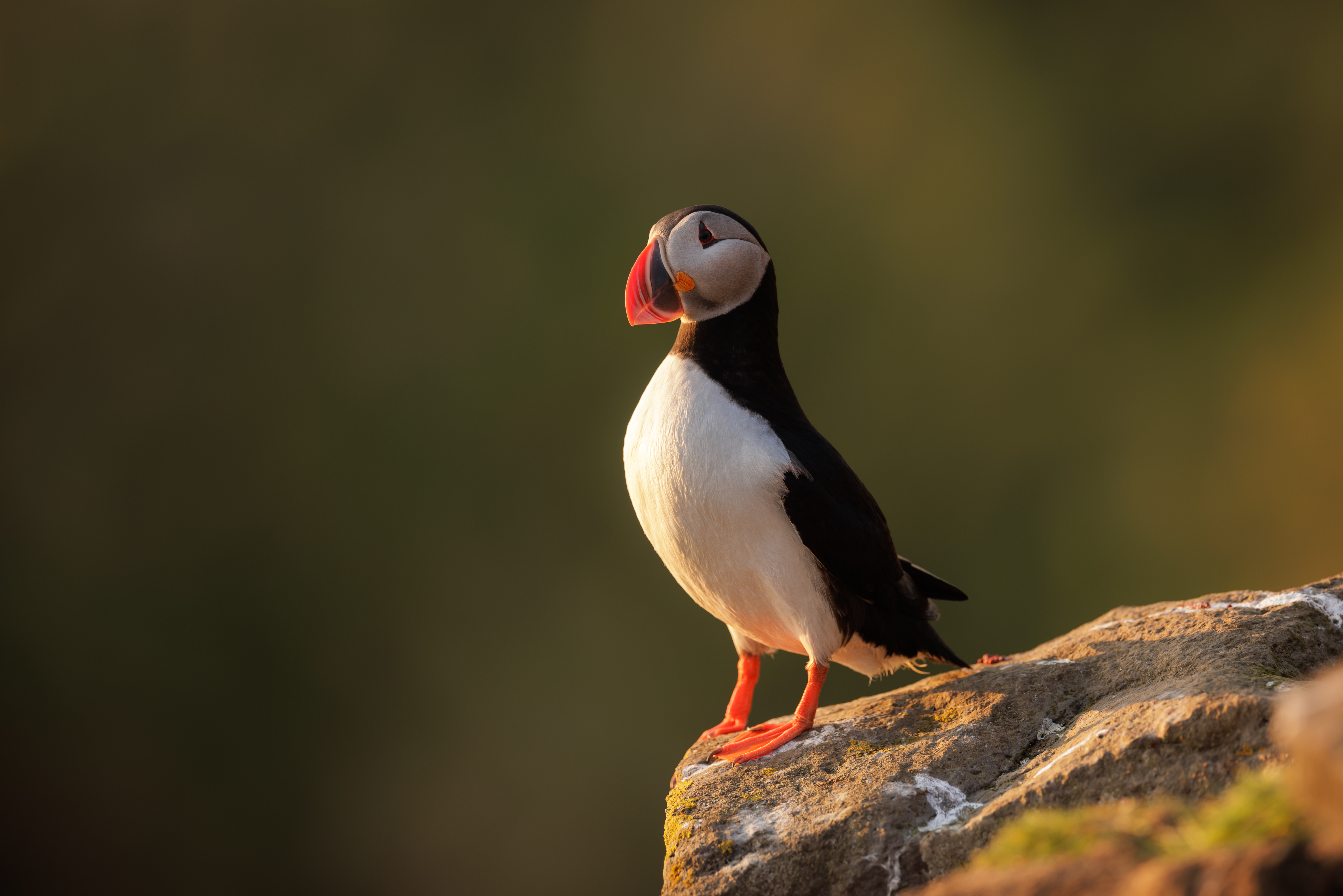 Puffin ©Jacques Bibinet - Photographe animalier Puffin ©Jacques Bibinet - Photographe animalier