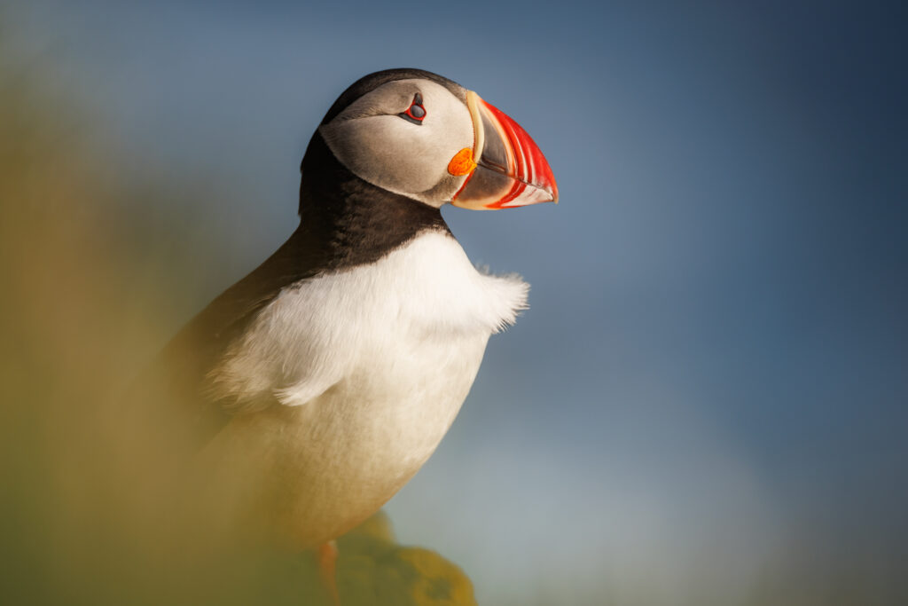 Puffin ©Jacques Bibinet - Photographe animalier