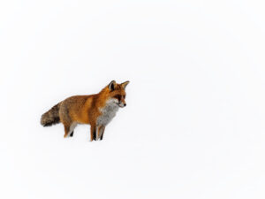 Renard ©Jacques Bibinet - Animaux sauvages d'Europe