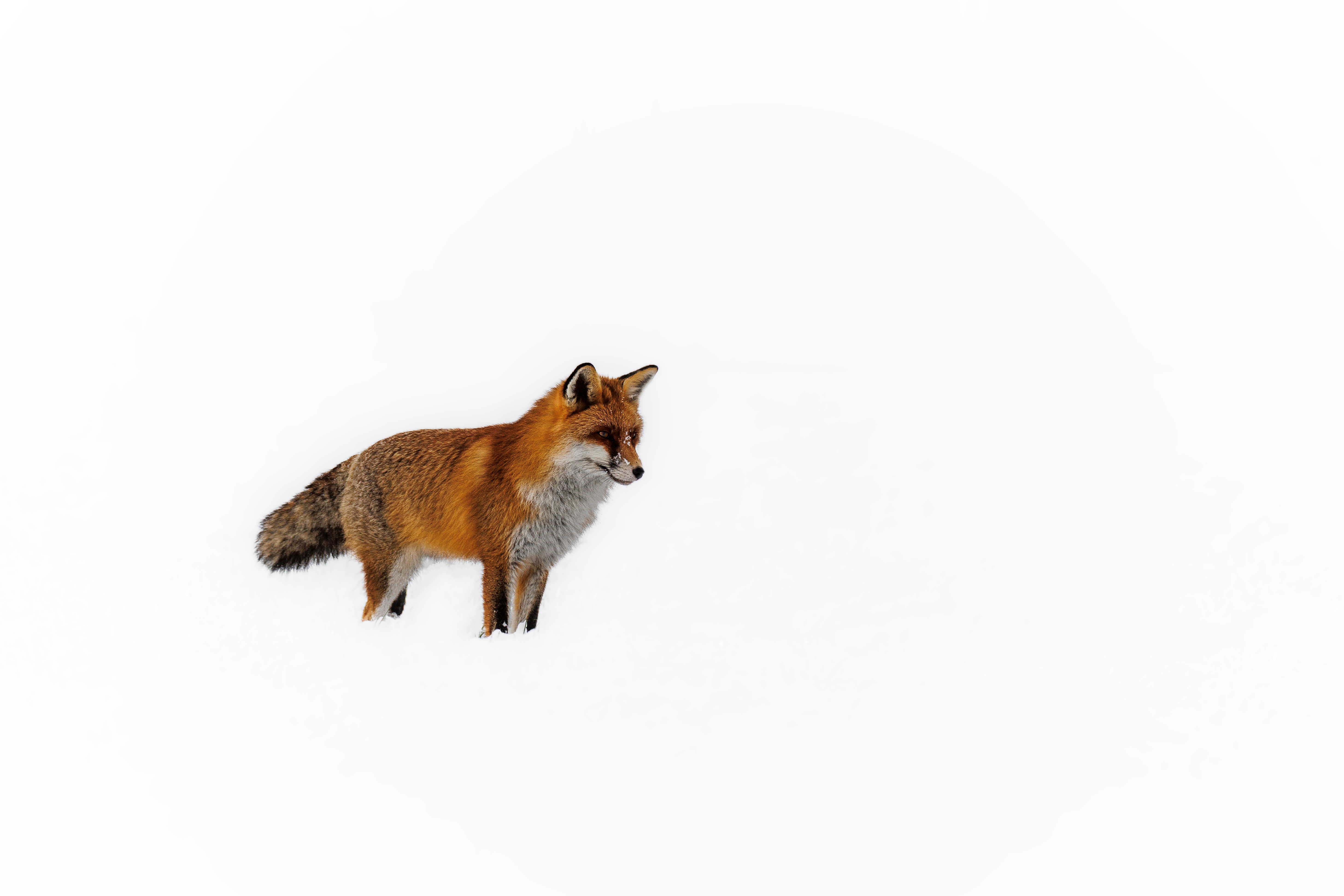Renard ©Jacques Bibinet - Animaux sauvages d'Europe
