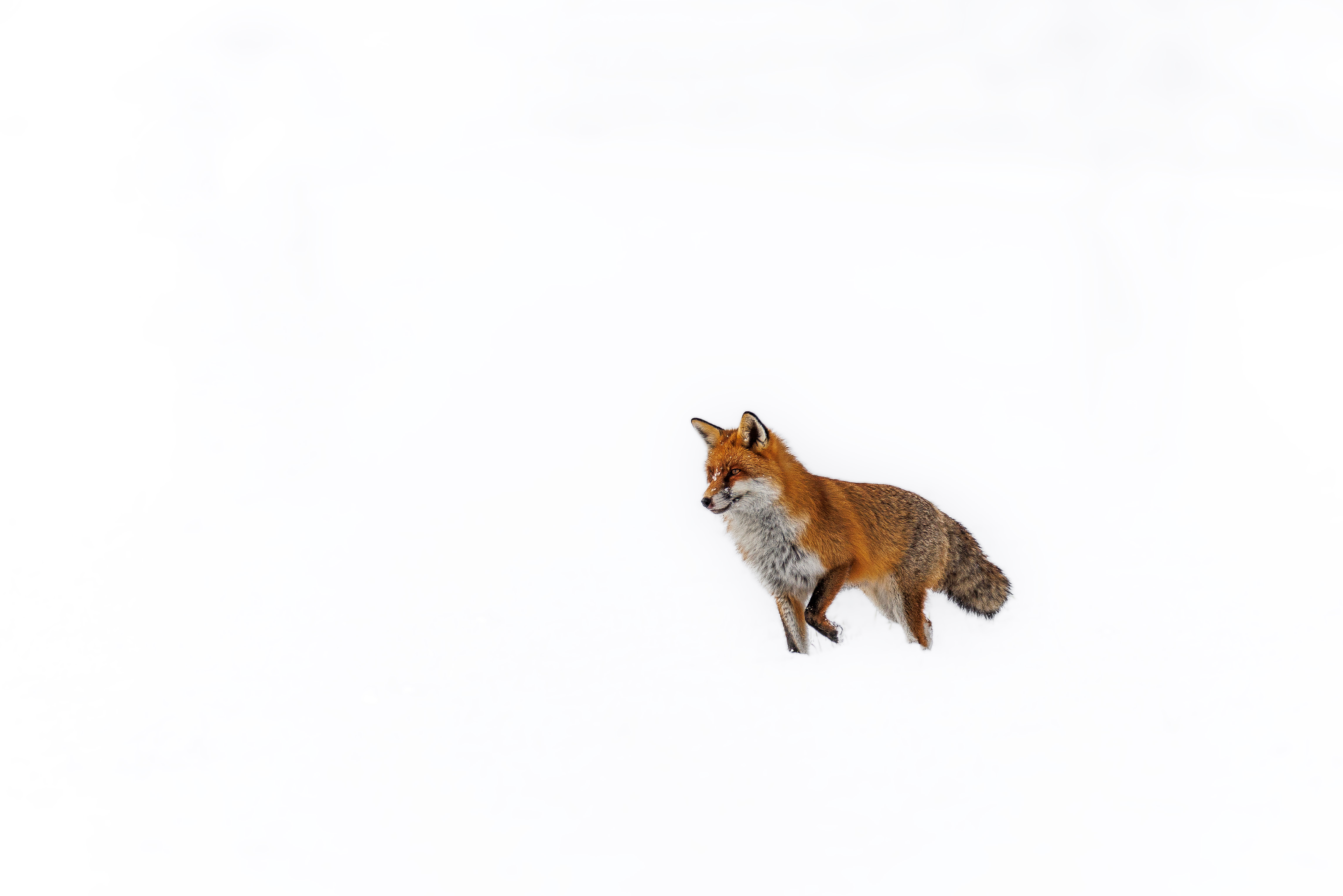 Renard ©Jacques Bibinet - Animaux sauvages d'Europe