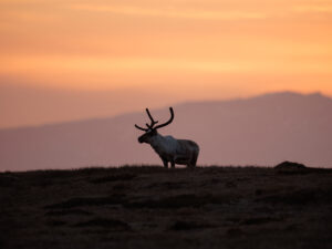 Renne ©Jacques Bibinet - Photographe animalier