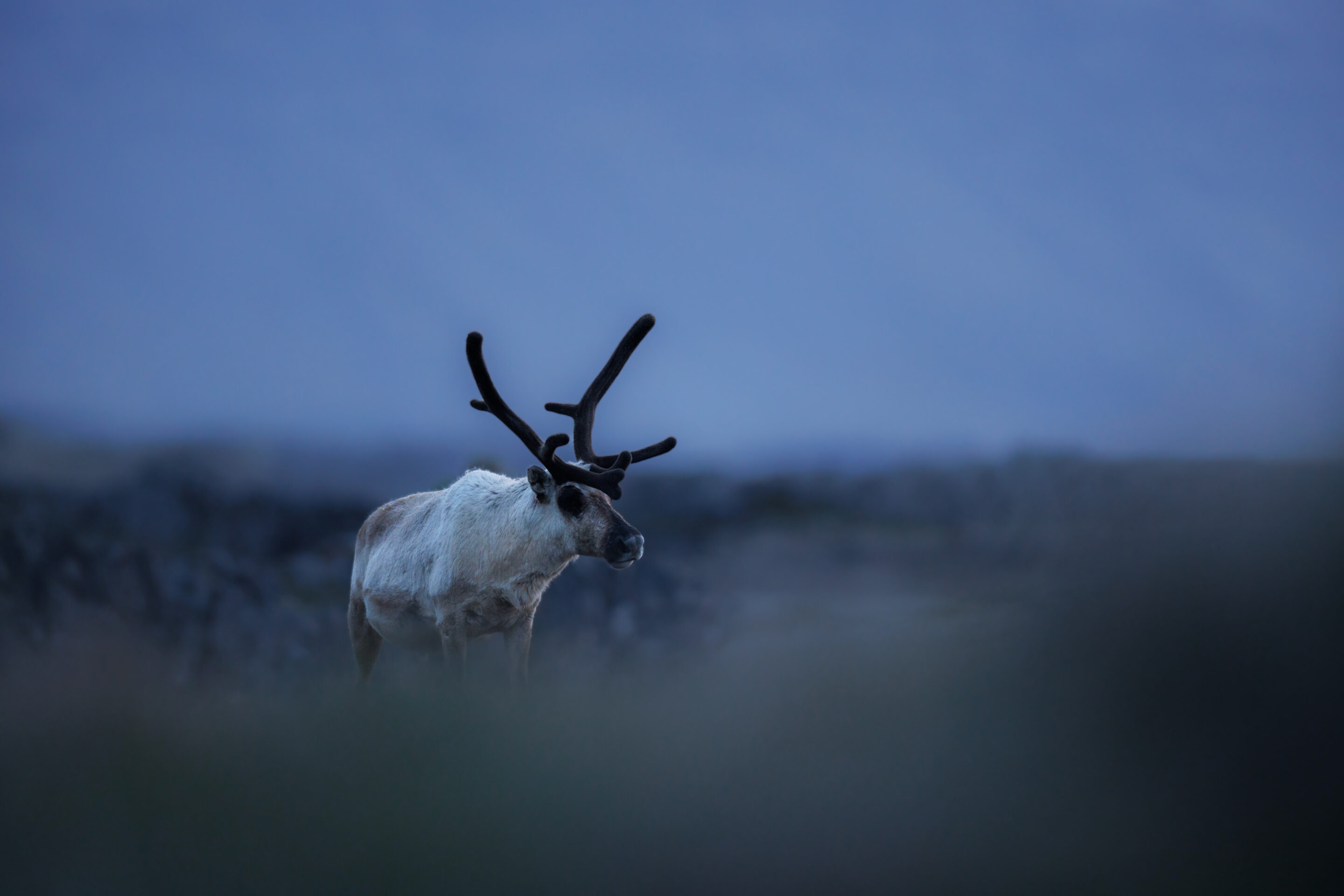 Renne ©Jacques Bibinet - Photographe animalier Renne ©Jacques Bibinet - Photographe animalier