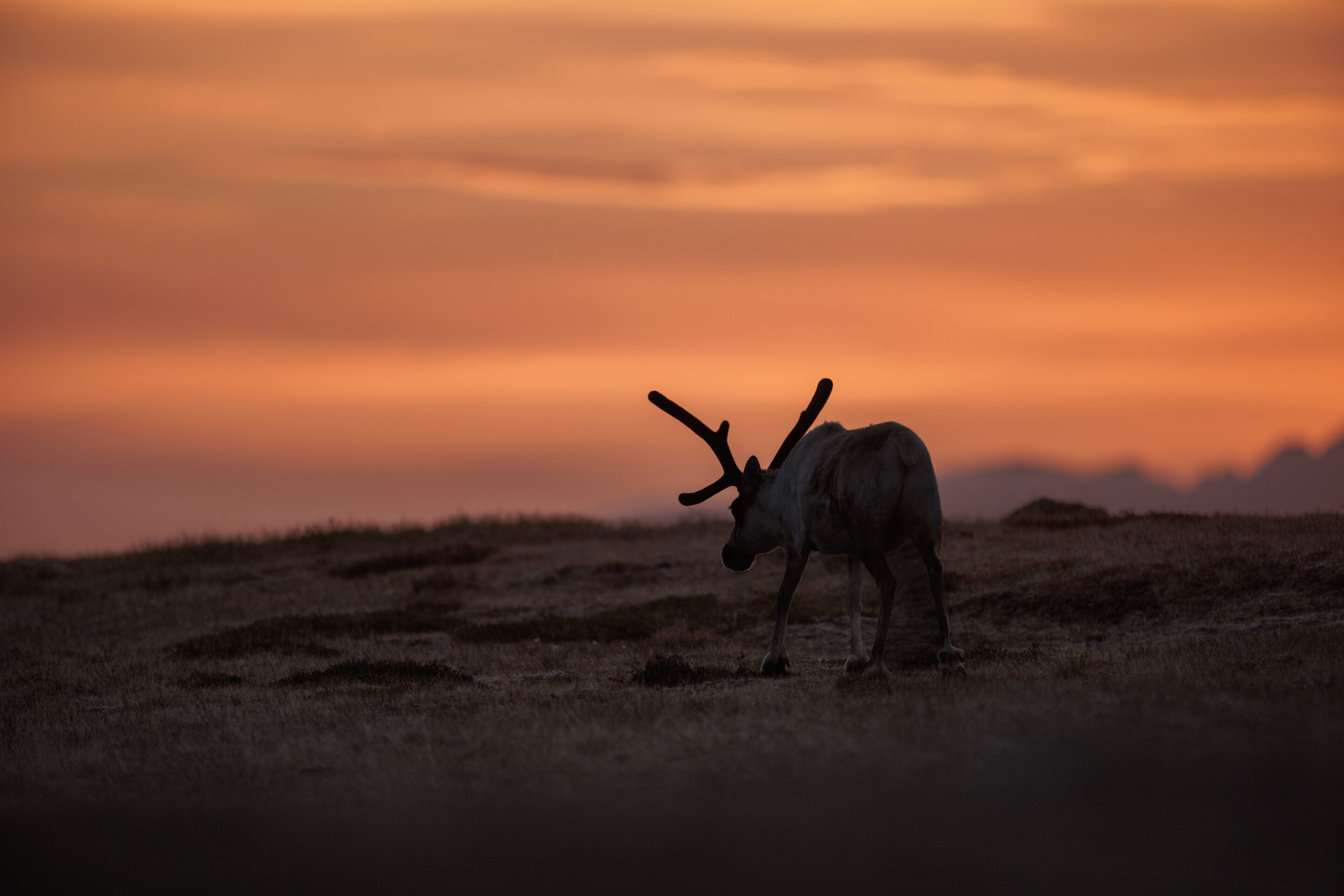 Renne ©Jacques Bibinet - Photographe animalier Renne ©Jacques Bibinet - Photographe animalier
