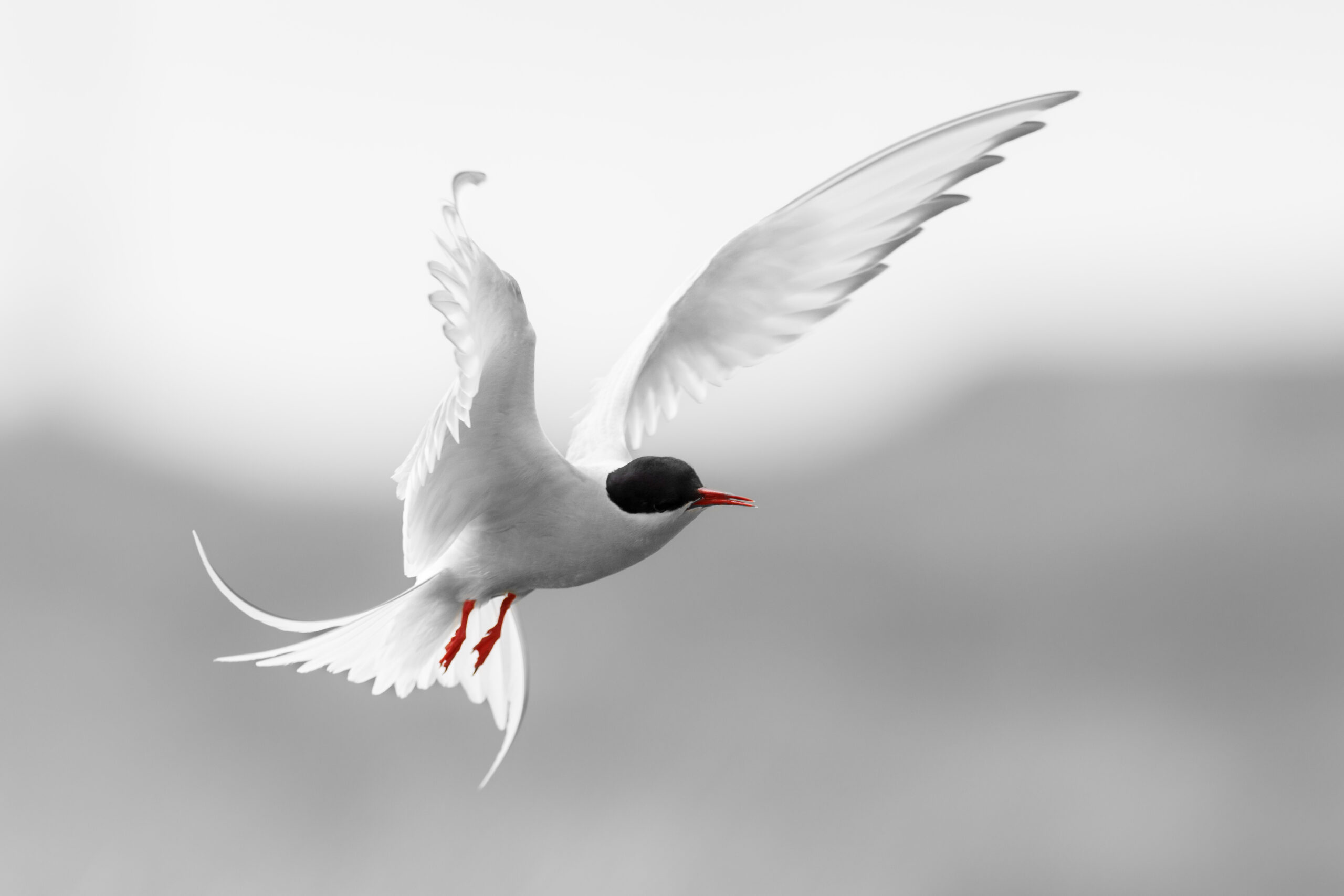 Sterne Artique ©Jacques Bibinet - Photographe animalier