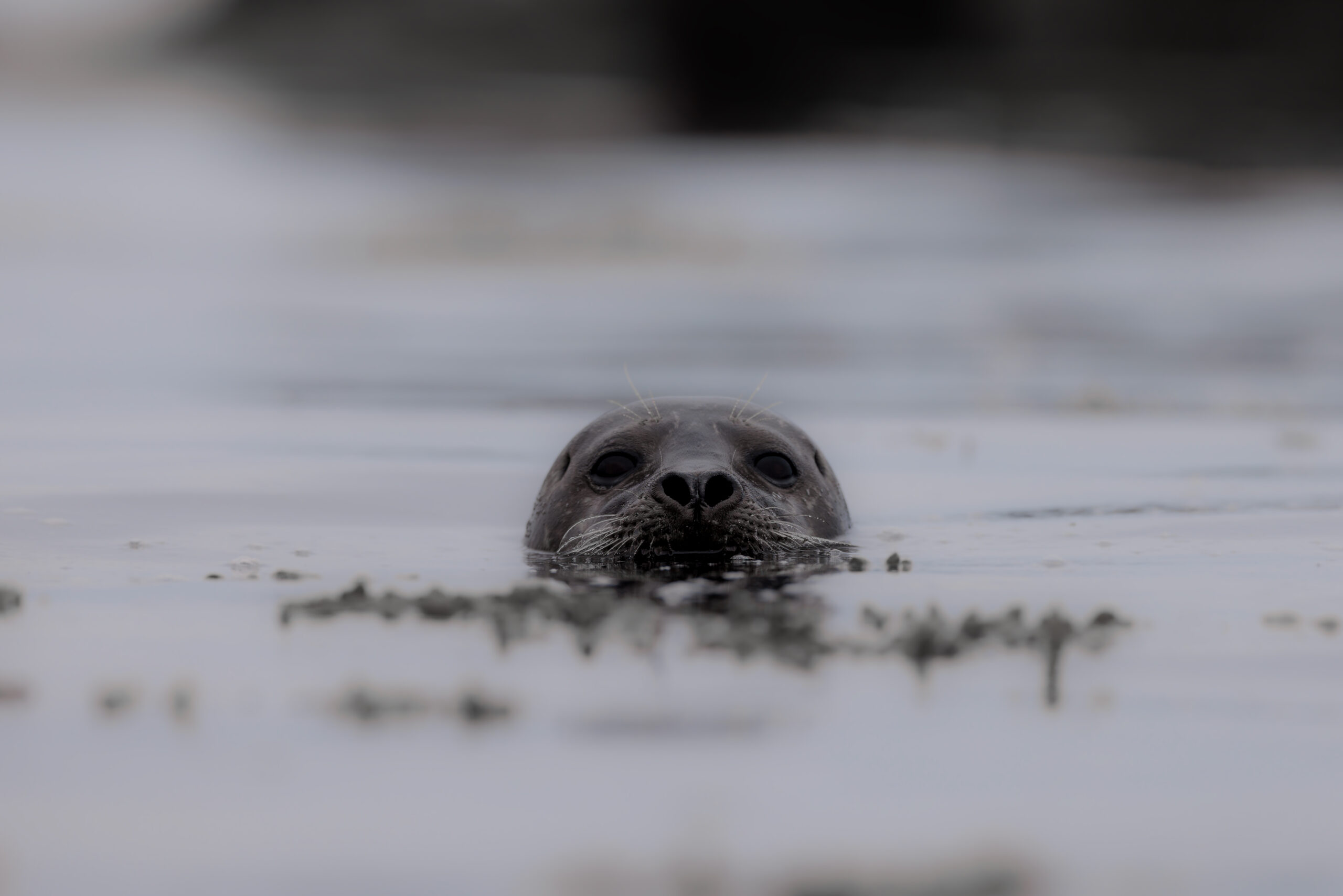 Veau Marin ©Jacques Bibinet - Photographe animalier