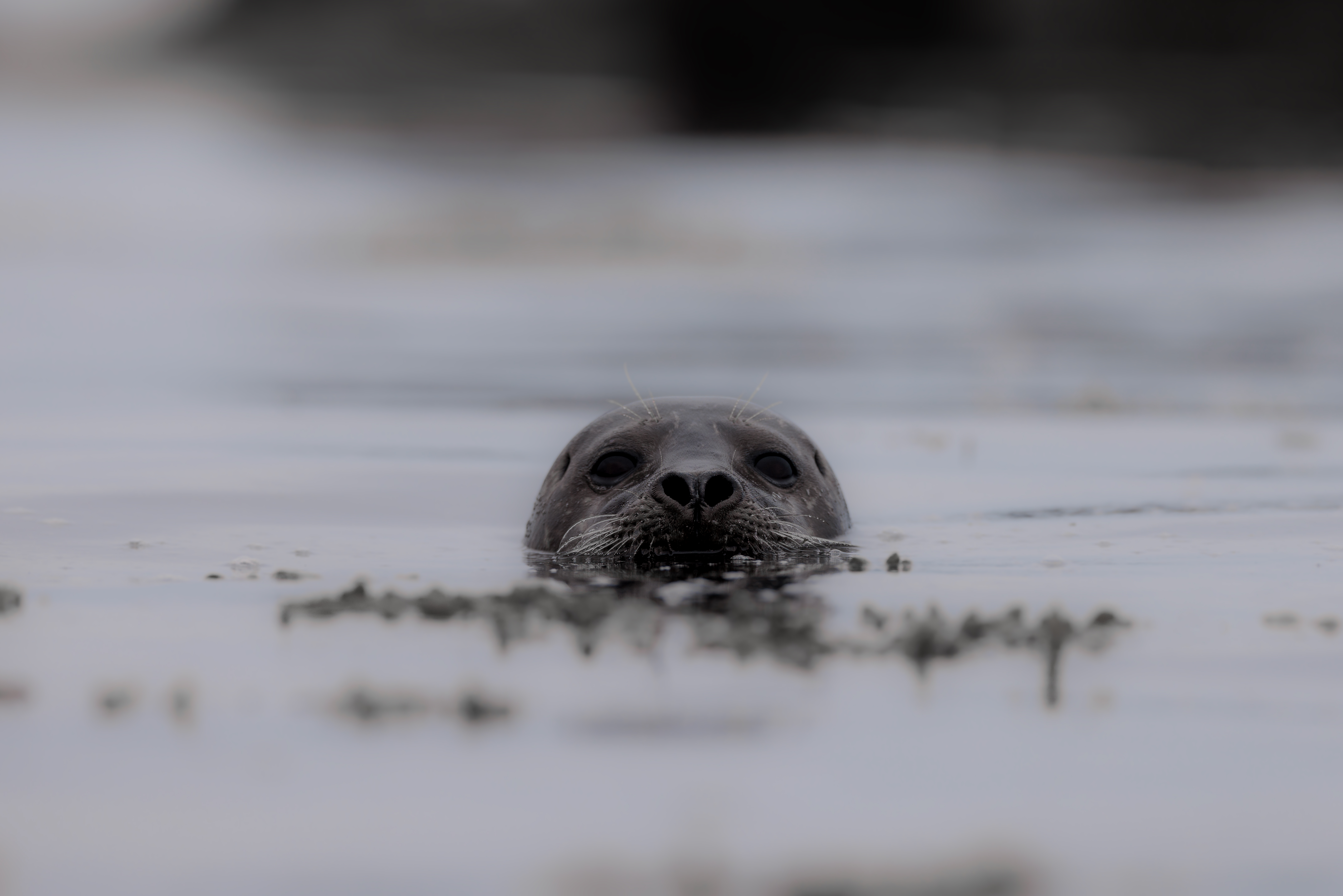 Veau Marin ©Jacques Bibinet - Photographe animalier Veau Marin ©Jacques Bibinet - Photographe animalier