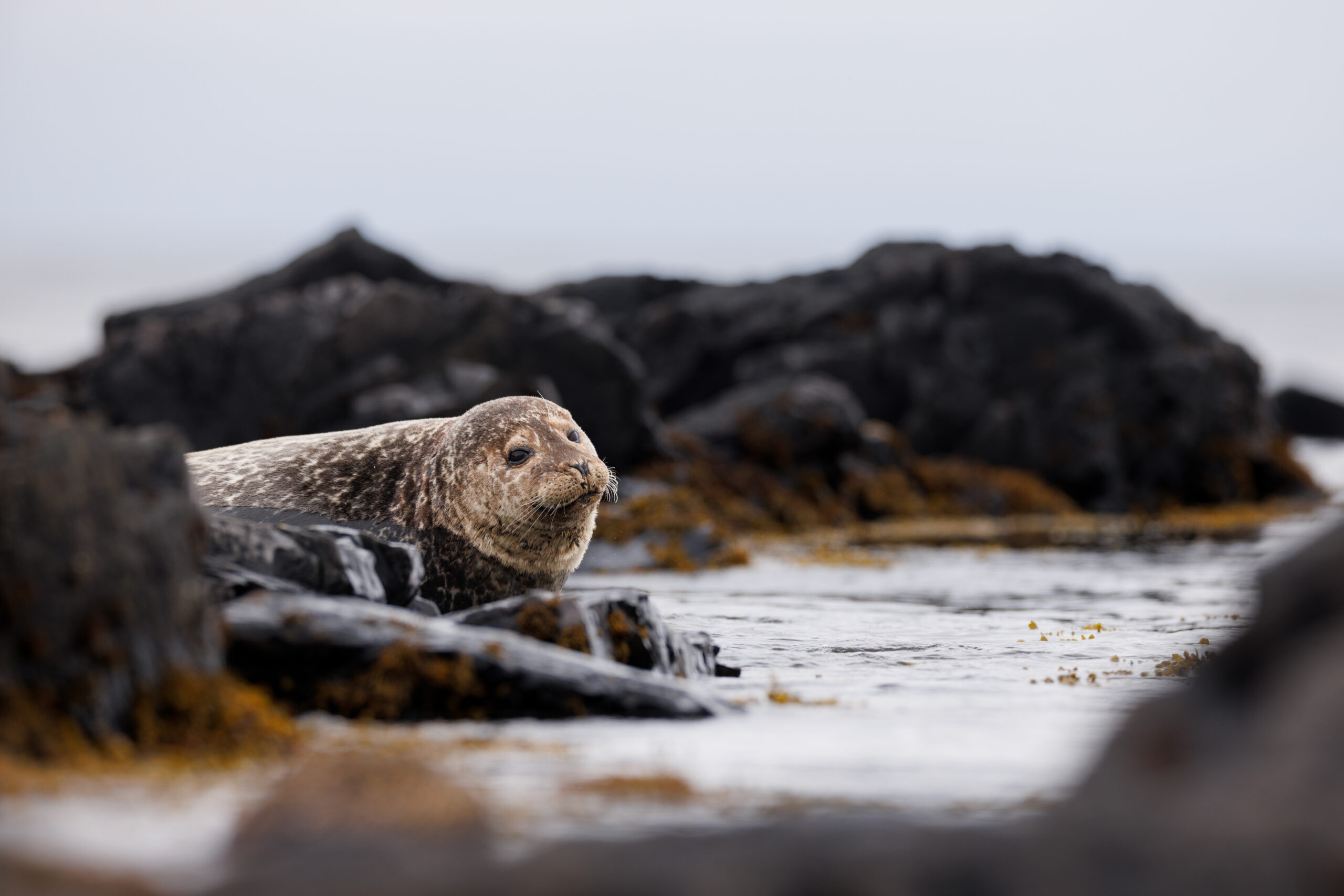 Veau Marin ©Jacques Bibinet - Photographe animalier