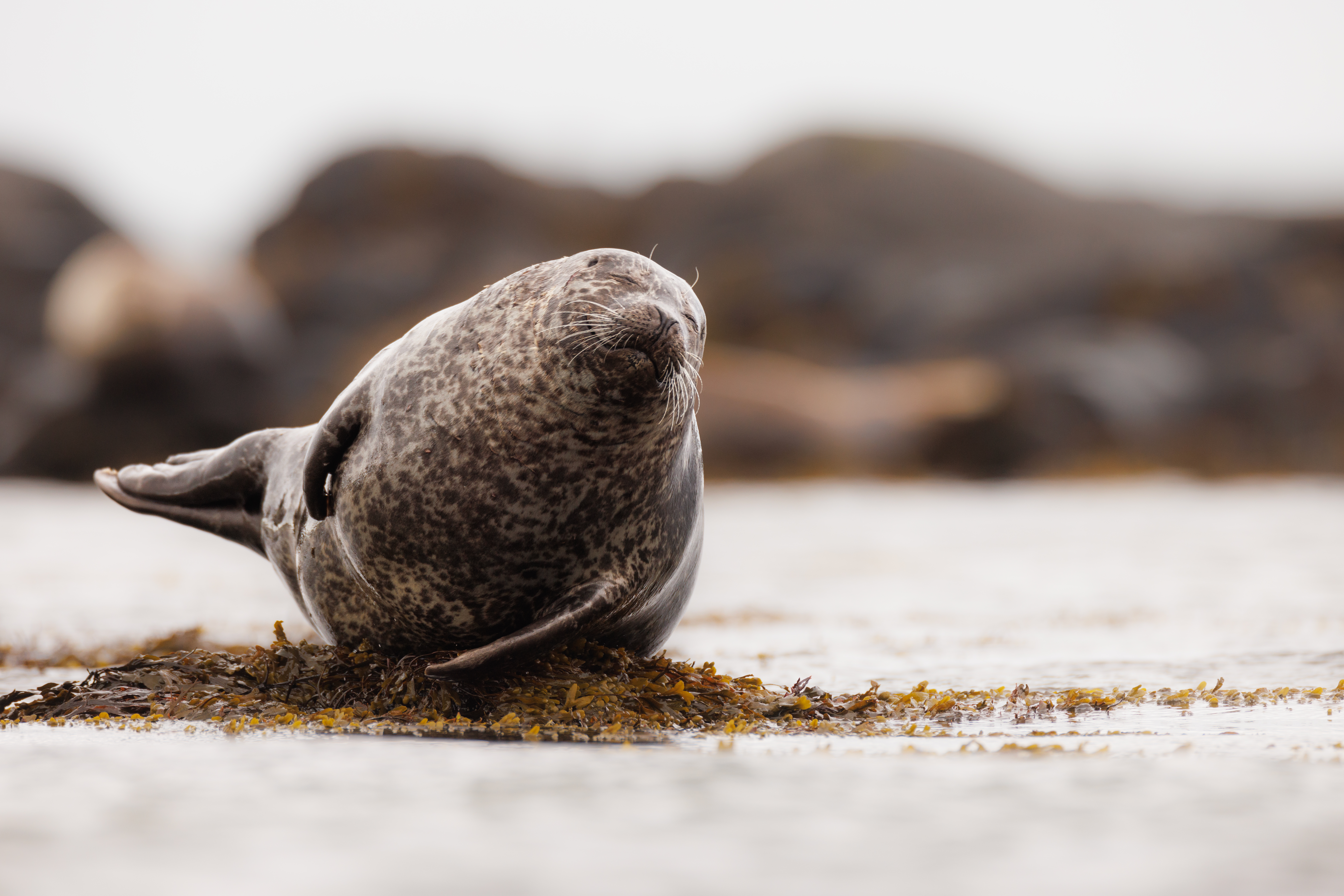 Veau Marin ©Jacques Bibinet - Photographe animalier Veau Marin ©Jacques Bibinet - Photographe animalier