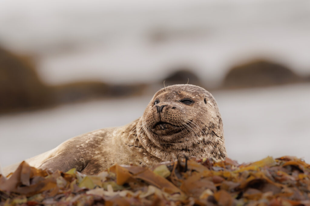 Veau Marin ©Jacques Bibinet - Photographe animalier