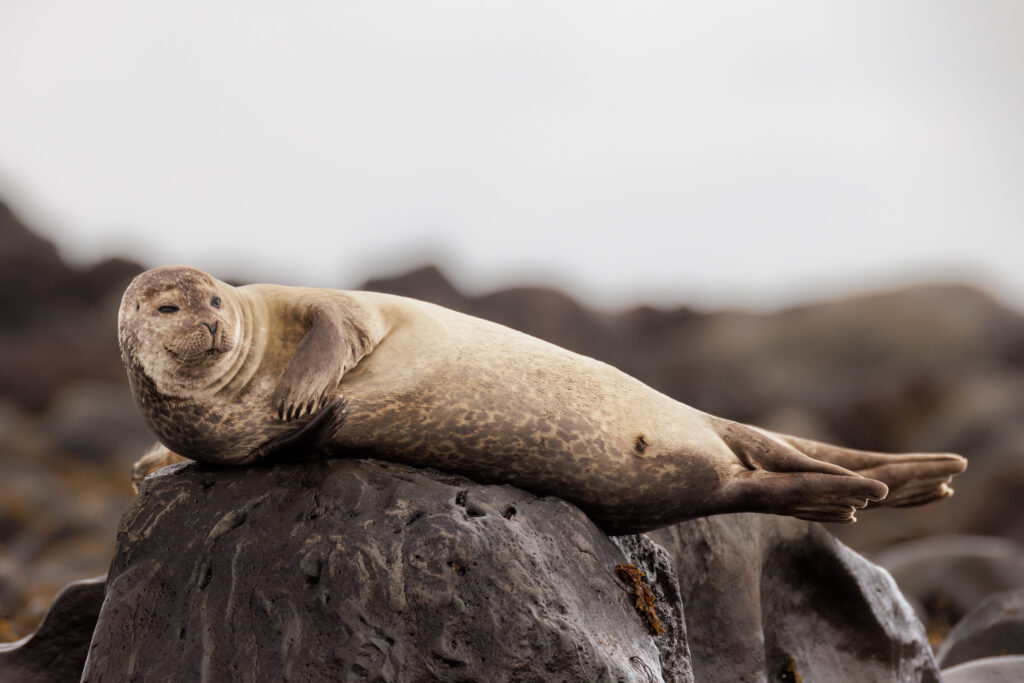 Veau Marin ©Jacques Bibinet - Photographe animalier