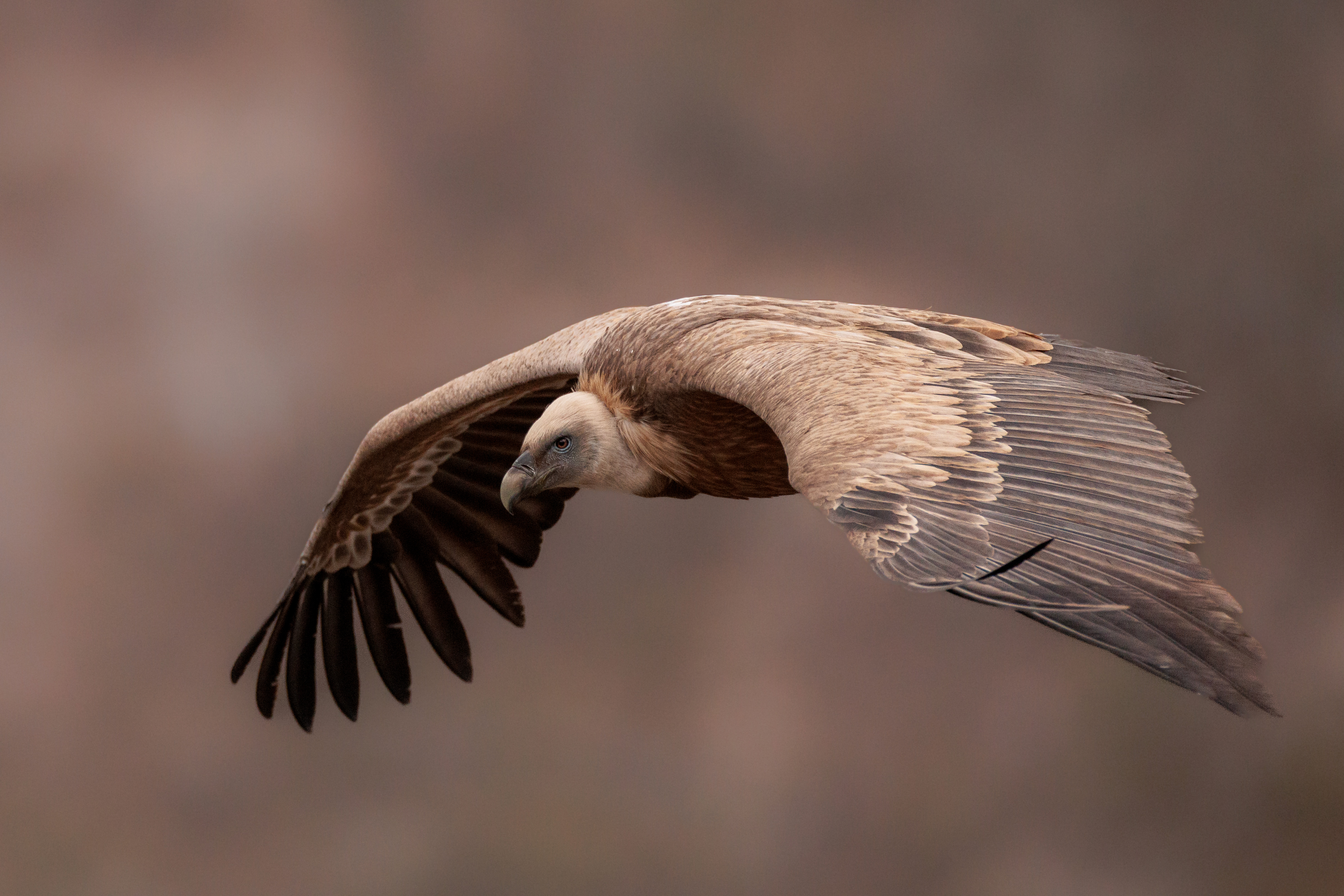 Vautour Fauve en vol ©Jacques Bibinet - Animaux sauvages d'Europe