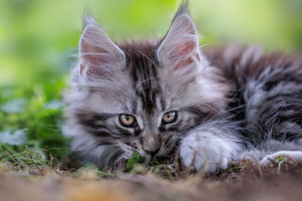 Chaton Maine Coon - ©Jacques Bibinet Photographe animalier