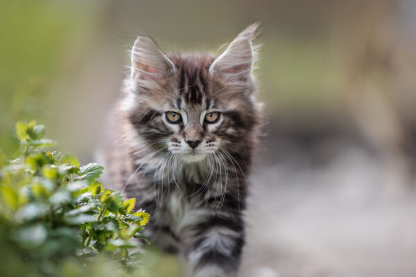 Chaton Maine Coon - ©Jacques Bibinet Photographe animalier