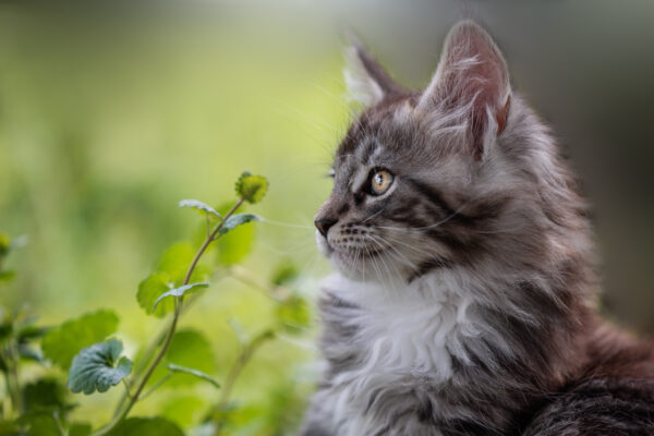 Chaton Maine Coon - ©Jacques Bibinet Photographe animalier