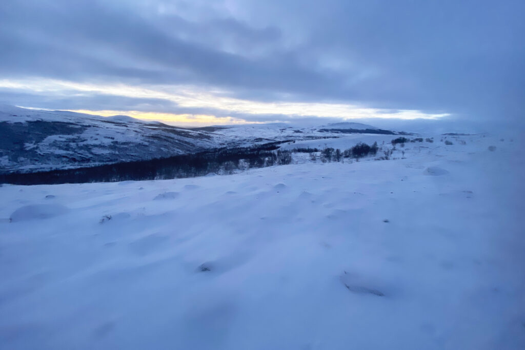 Voyage en Norvège | Sur la Piste des Bœufs Musqués