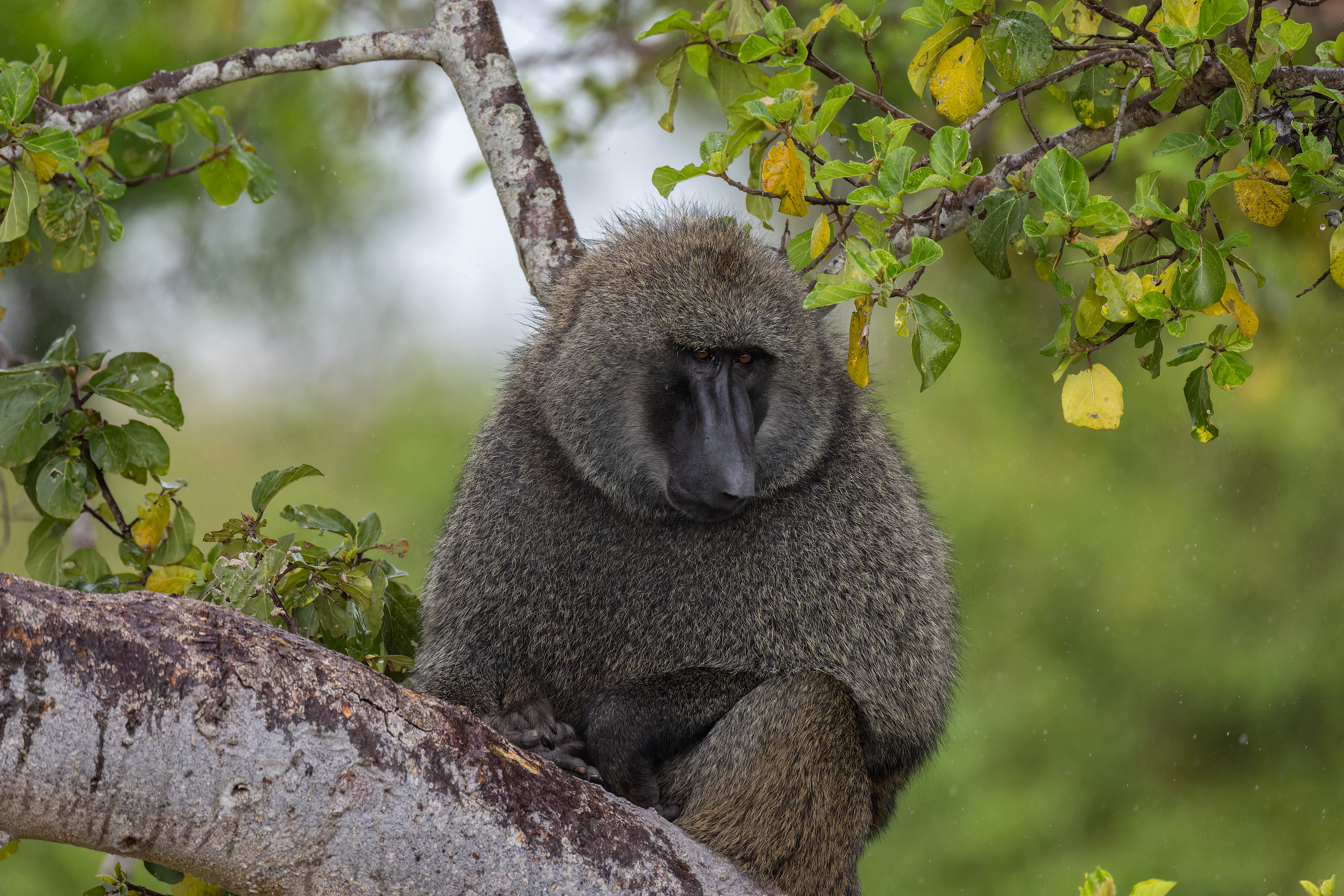 Babouin ©Jacques Bibinet - Photographe animalier