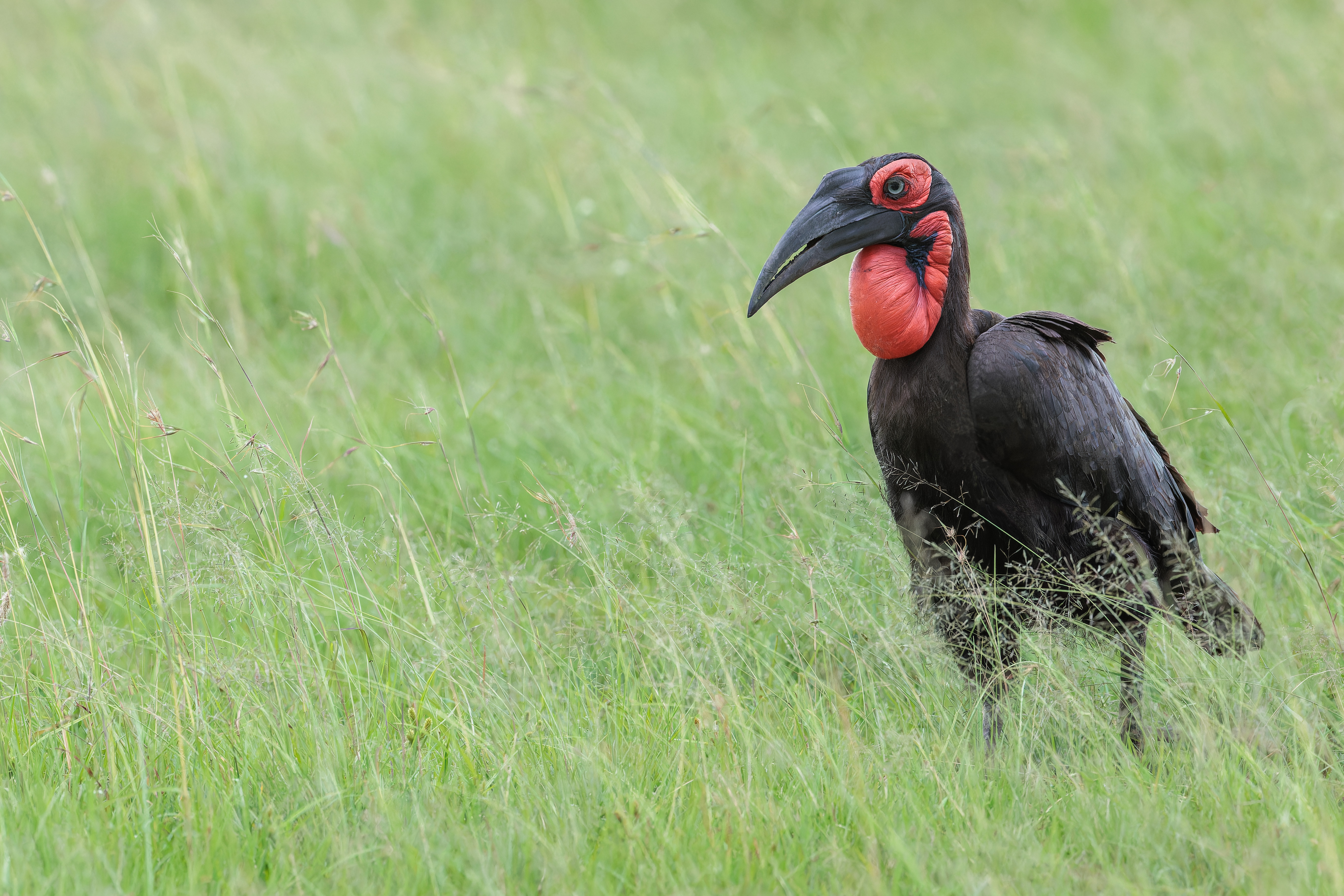 Bucorve-du-sud ©Jacques Bibinet - Photographe animalier
