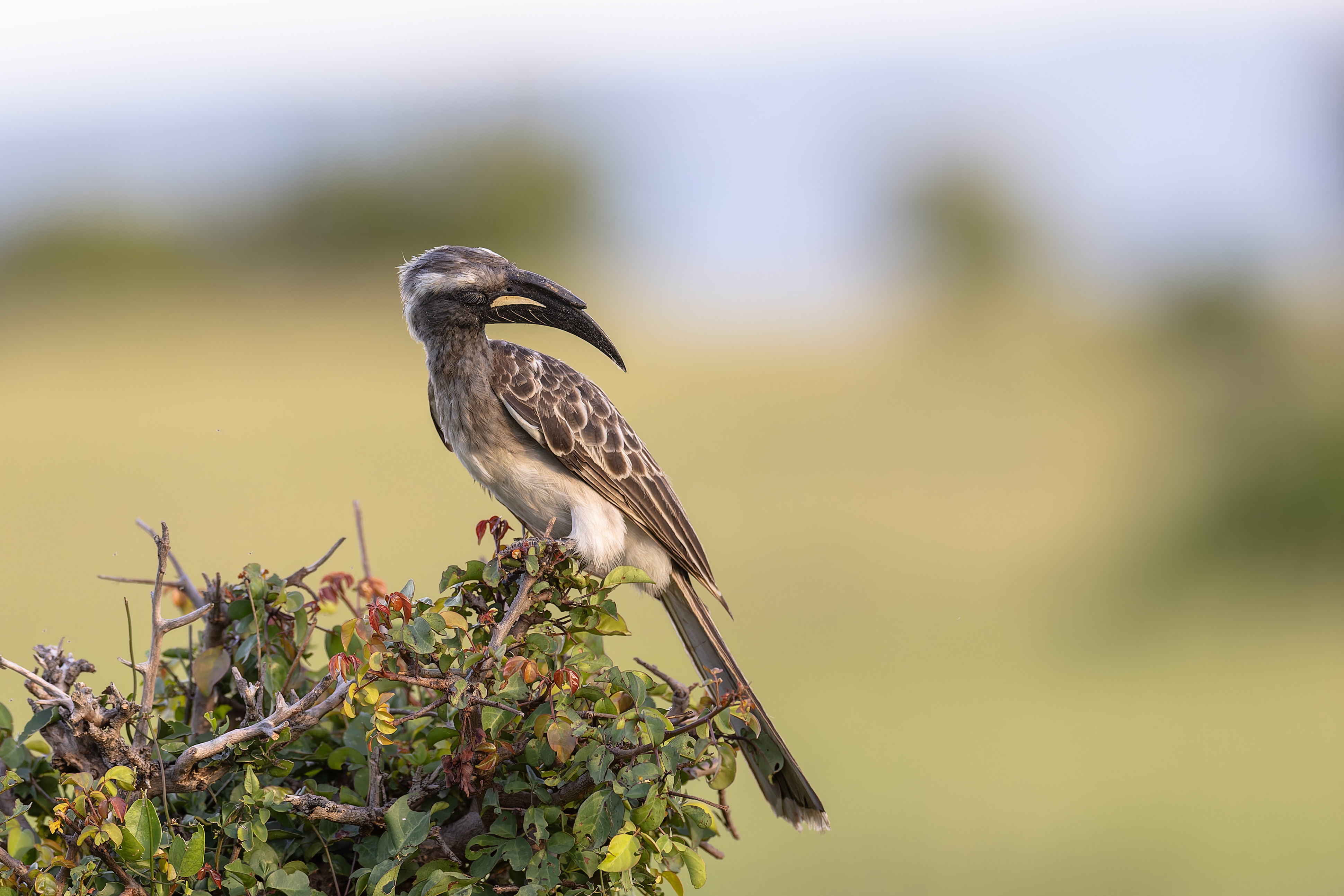 Calao-à-bec-noir ©Jacques Bibinet - Photographe animalier
