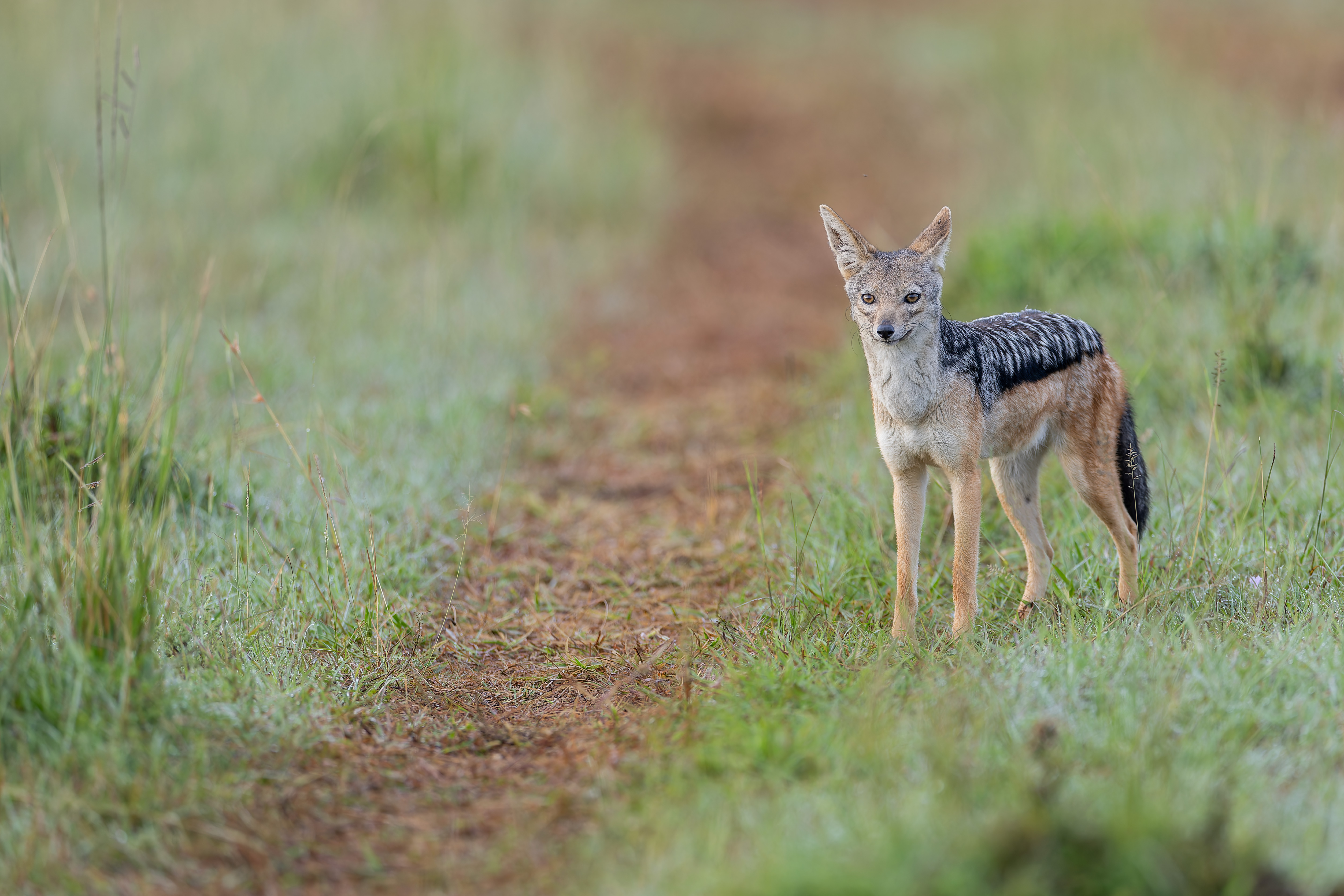 Chacal-à-Chabraque ©Jacques Bibinet - Photographe animalier