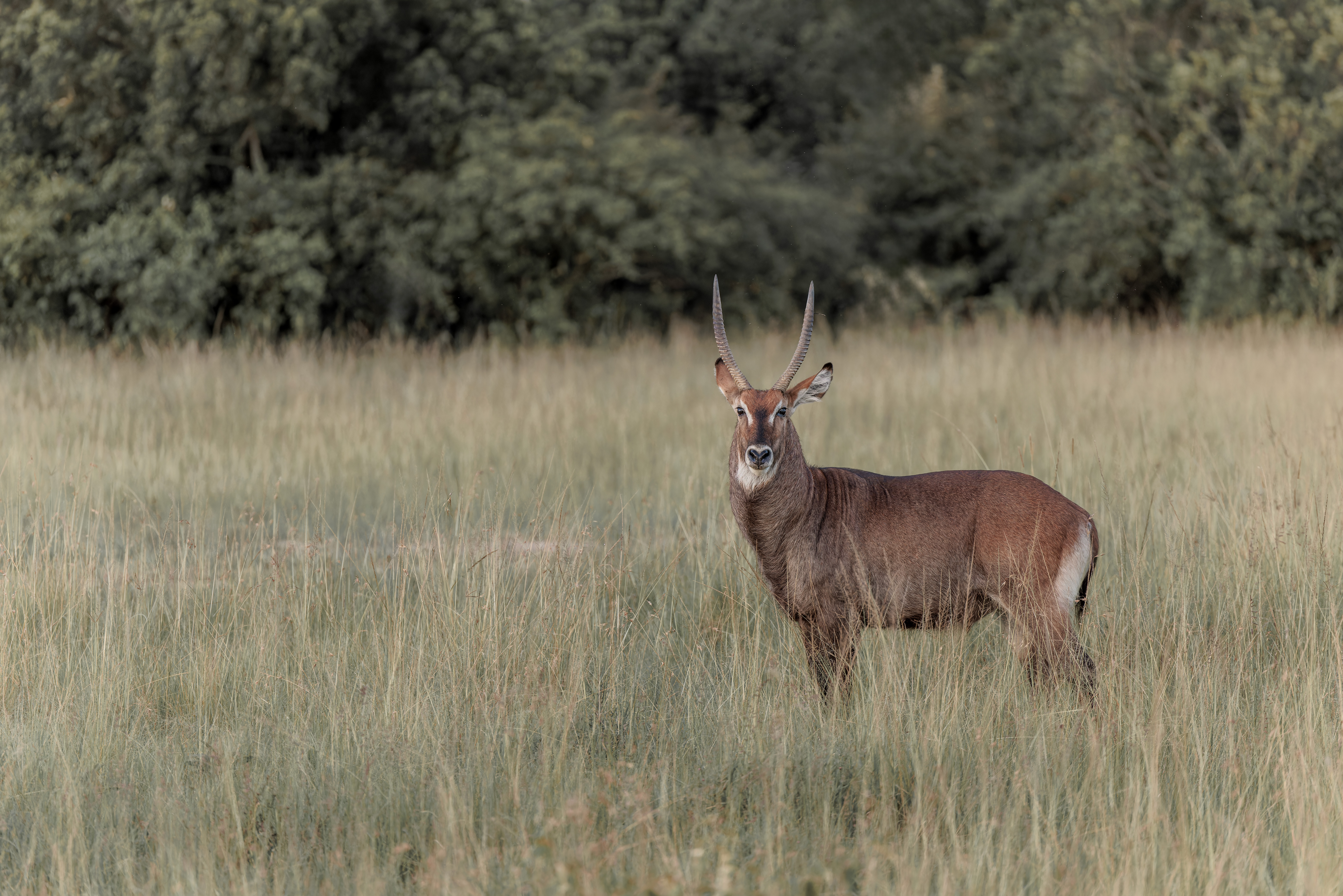 Cobe à croissant ©Jacques Bibinet - Photographe animalier