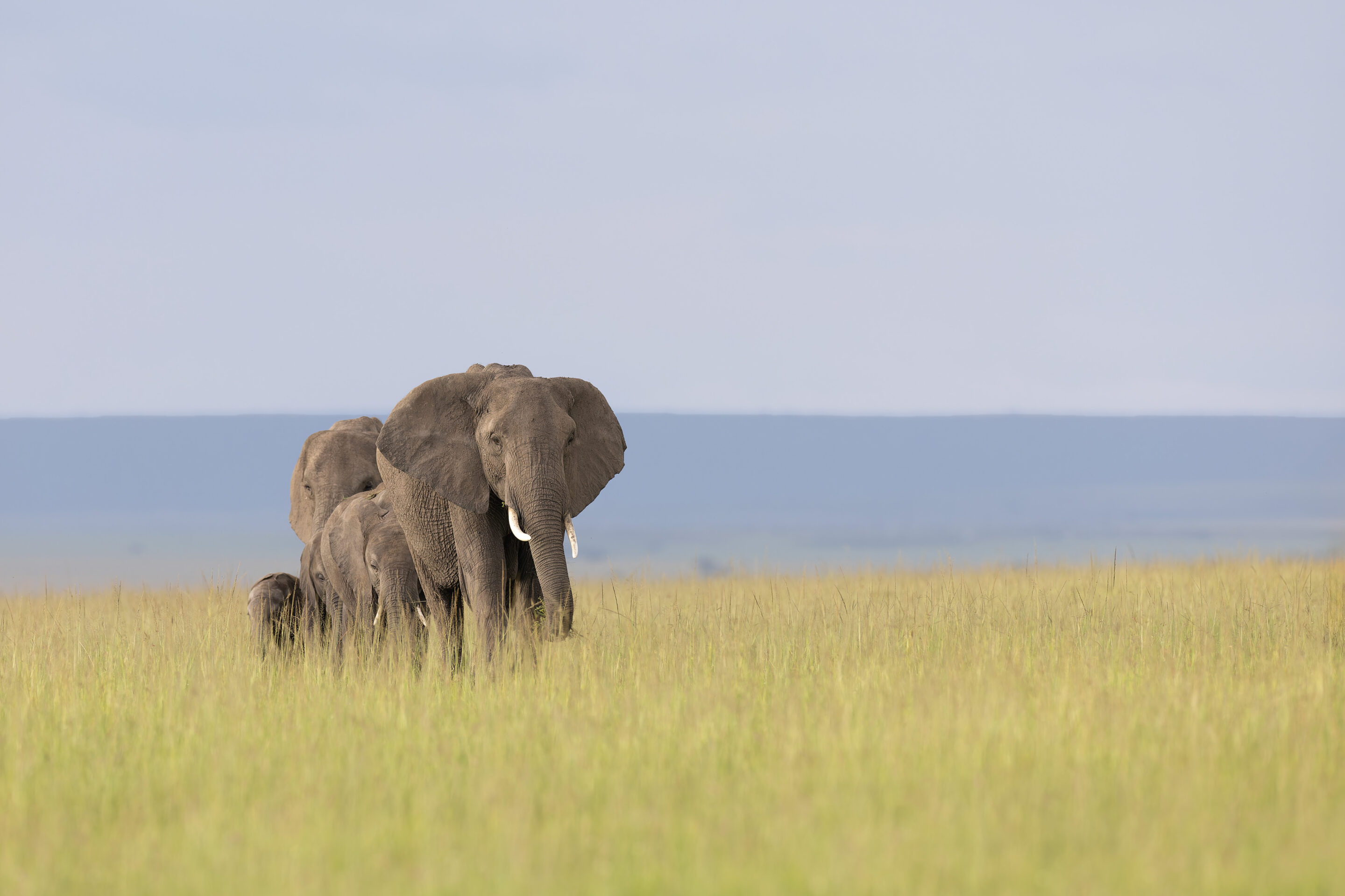 Eléphant ©Jacques Bibinet - Photographe animalier