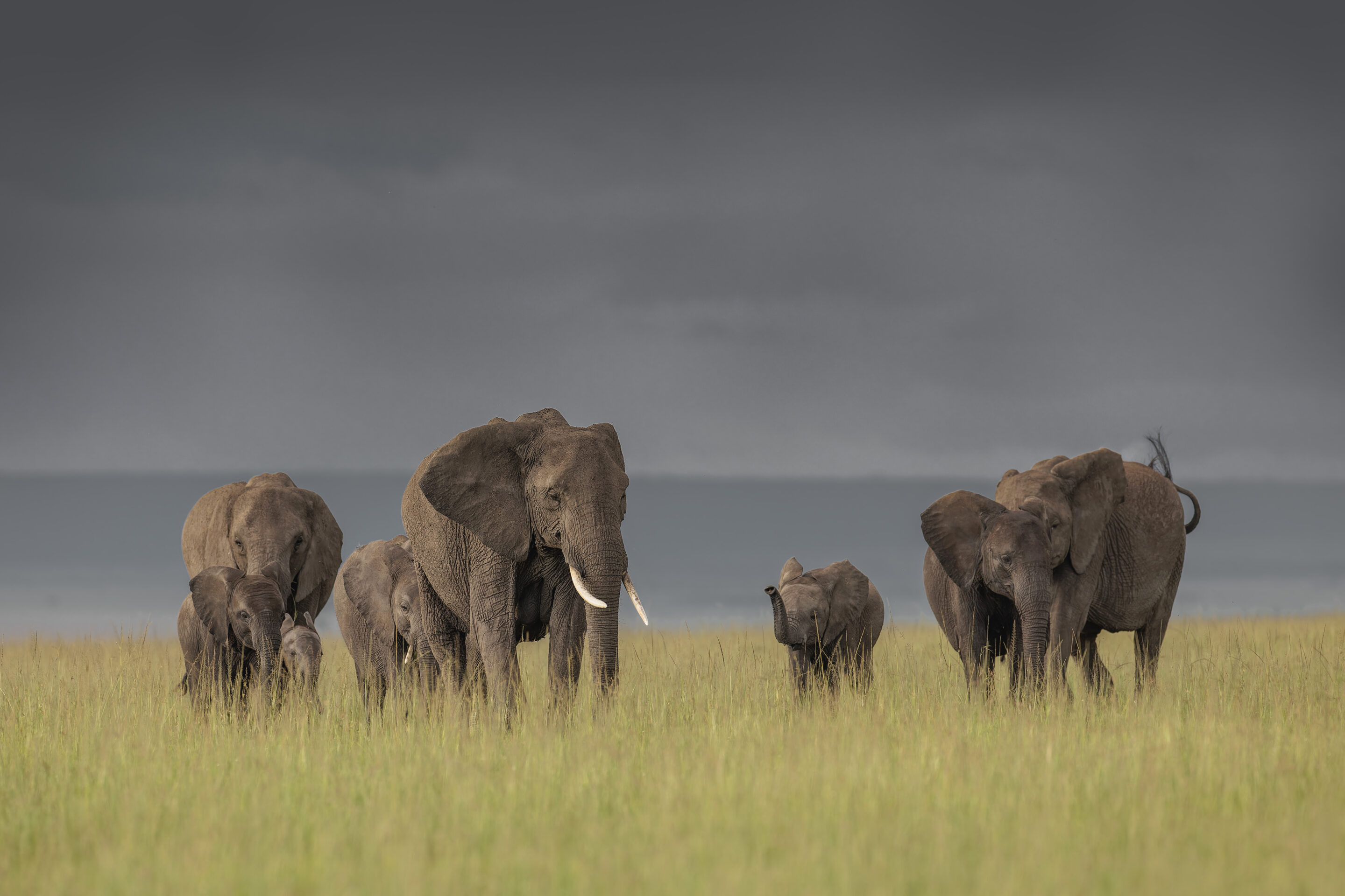 Elephants ©Jacques Bibinet - Photographe animalier
