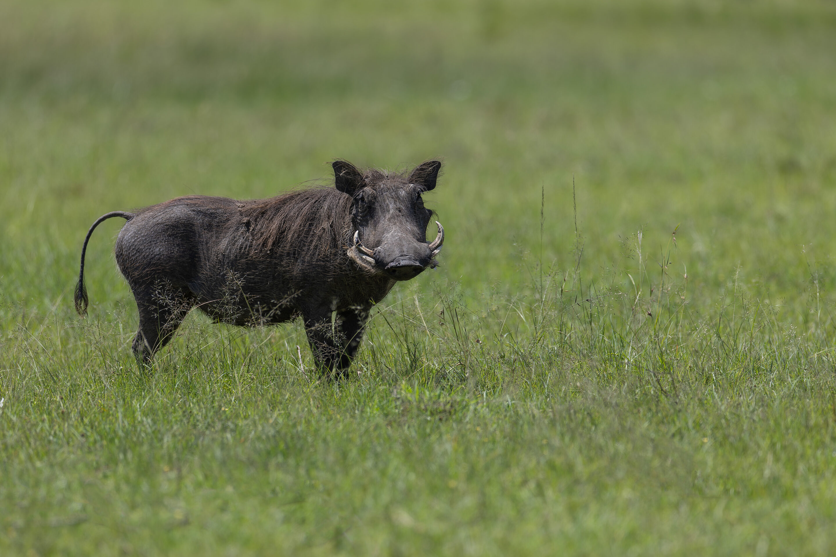Phacochère ©Jacques Bibinet - Photographe animalier
