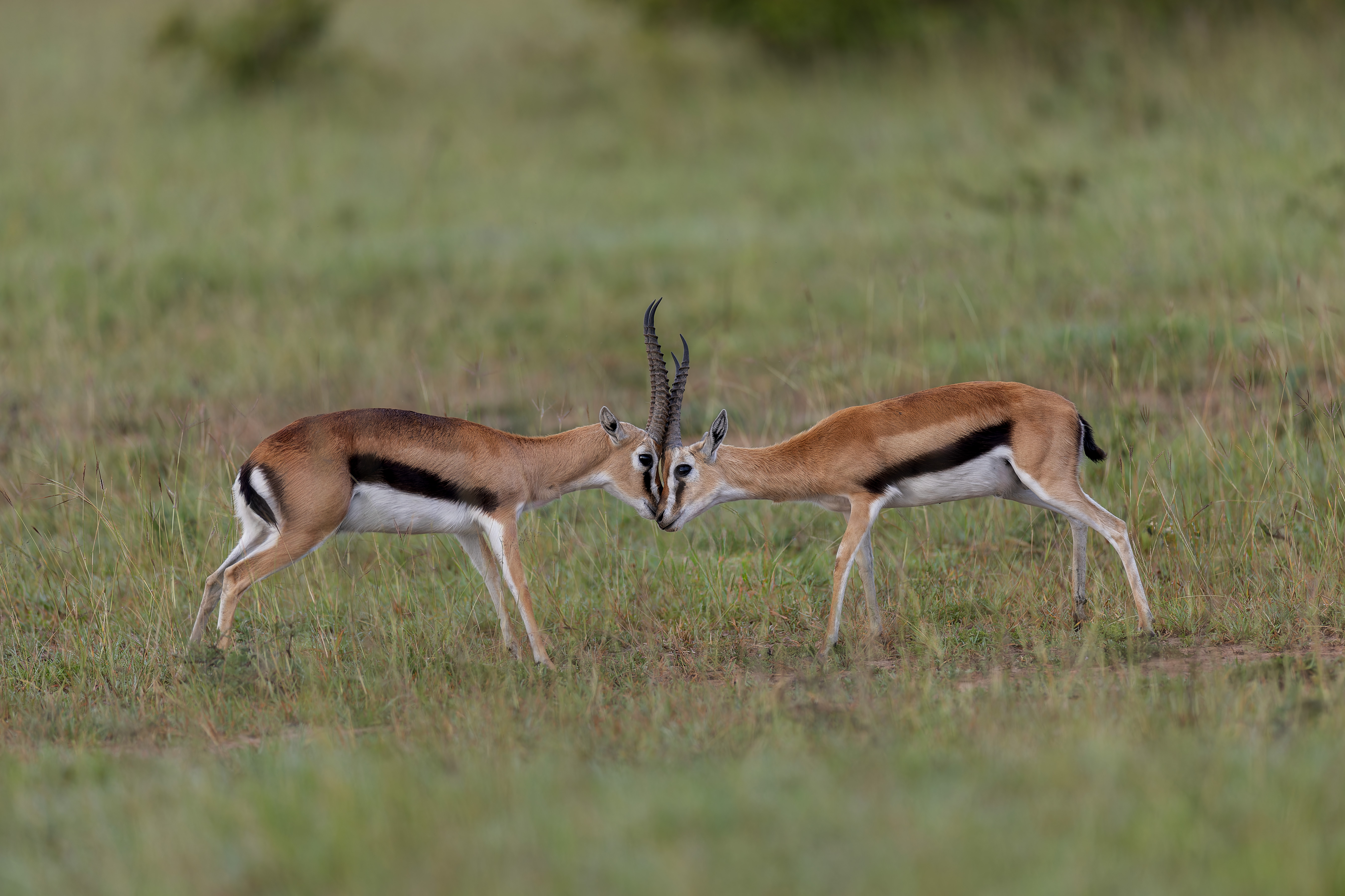 Gazelle Thomson ©Jacques Bibinet - Photographe animalier