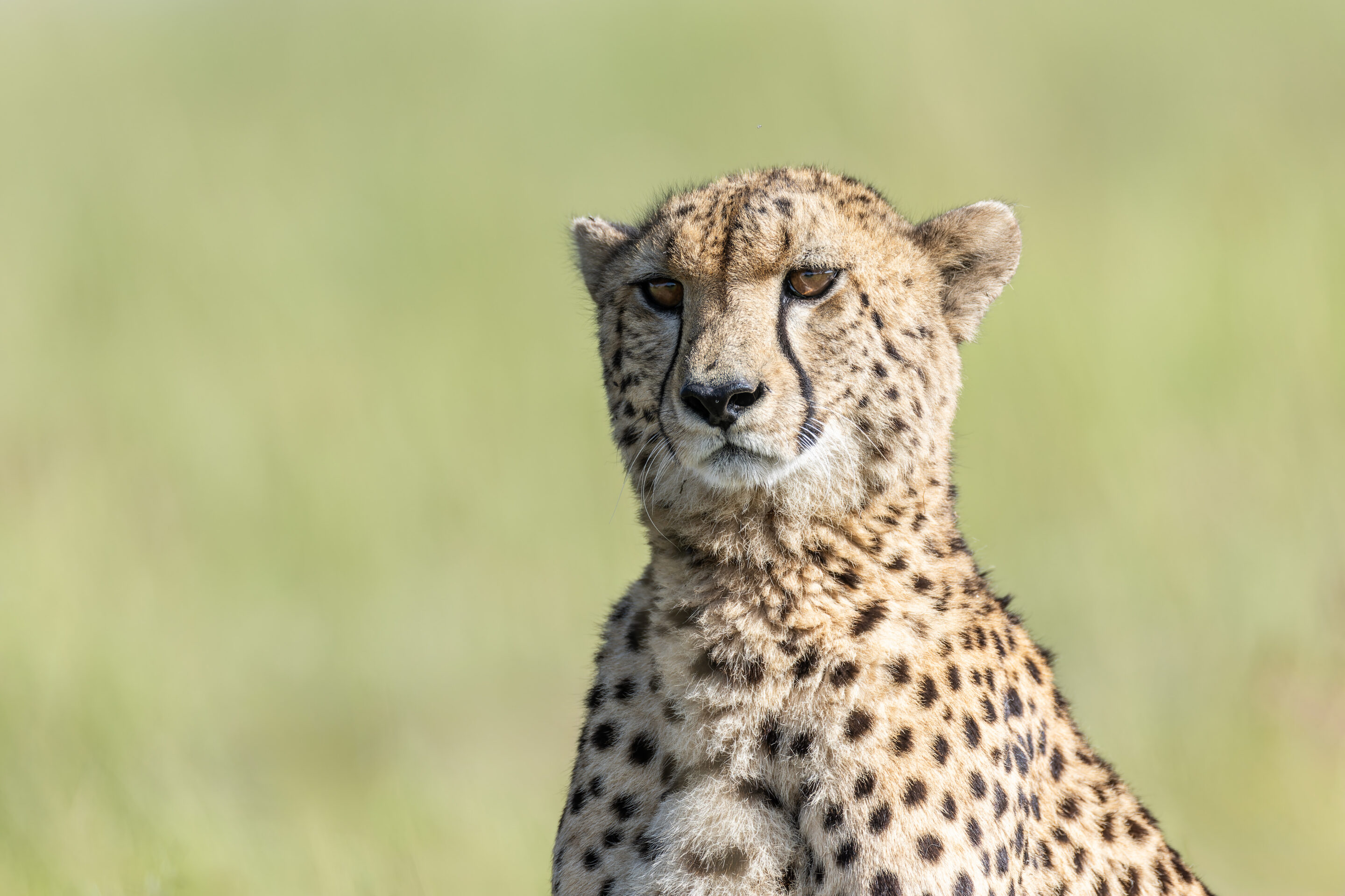 Guépard ©Jacques Bibinet - Photographe animalier