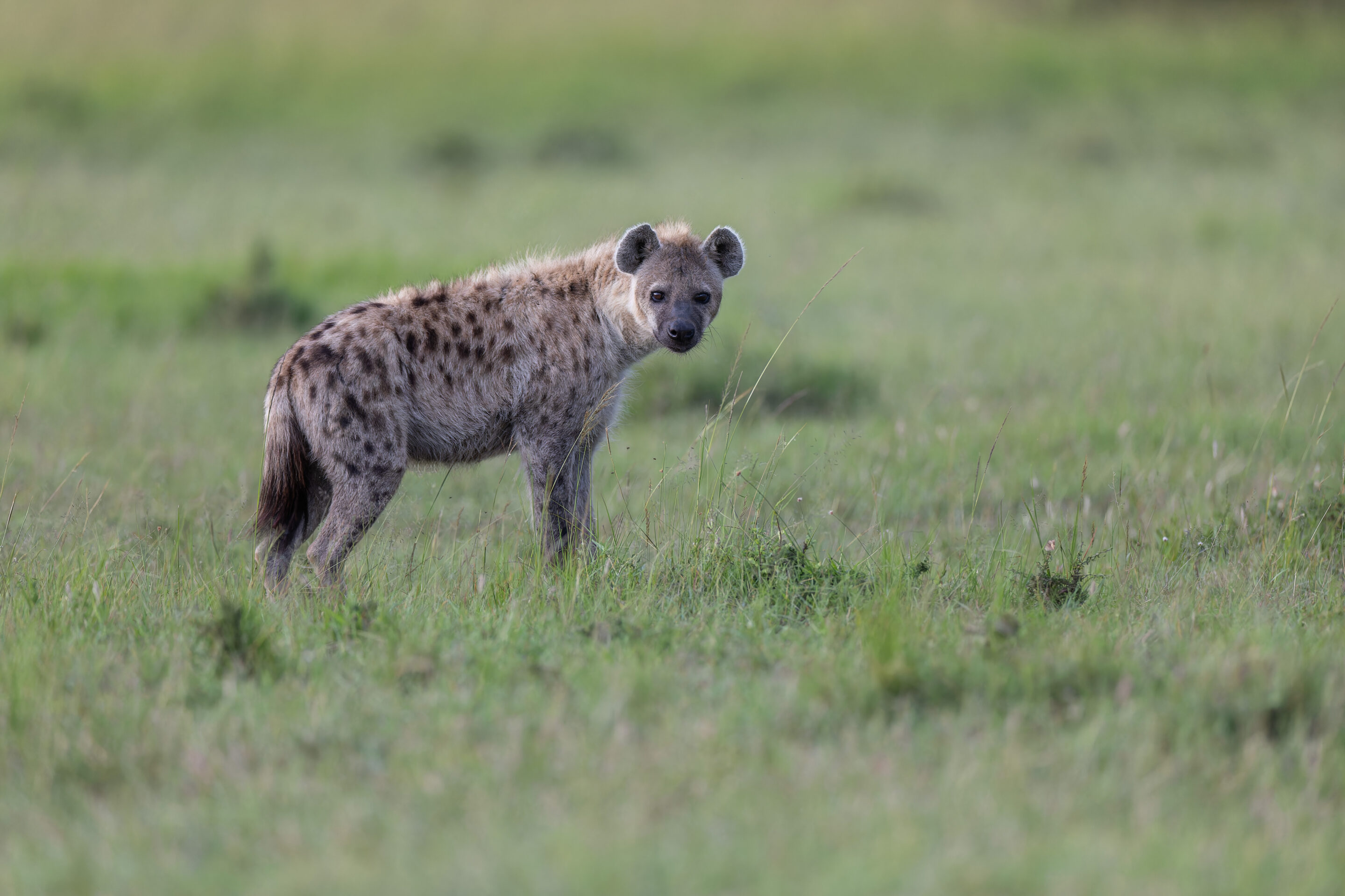 Hyène ©Jacques Bibinet - Photographe animalier