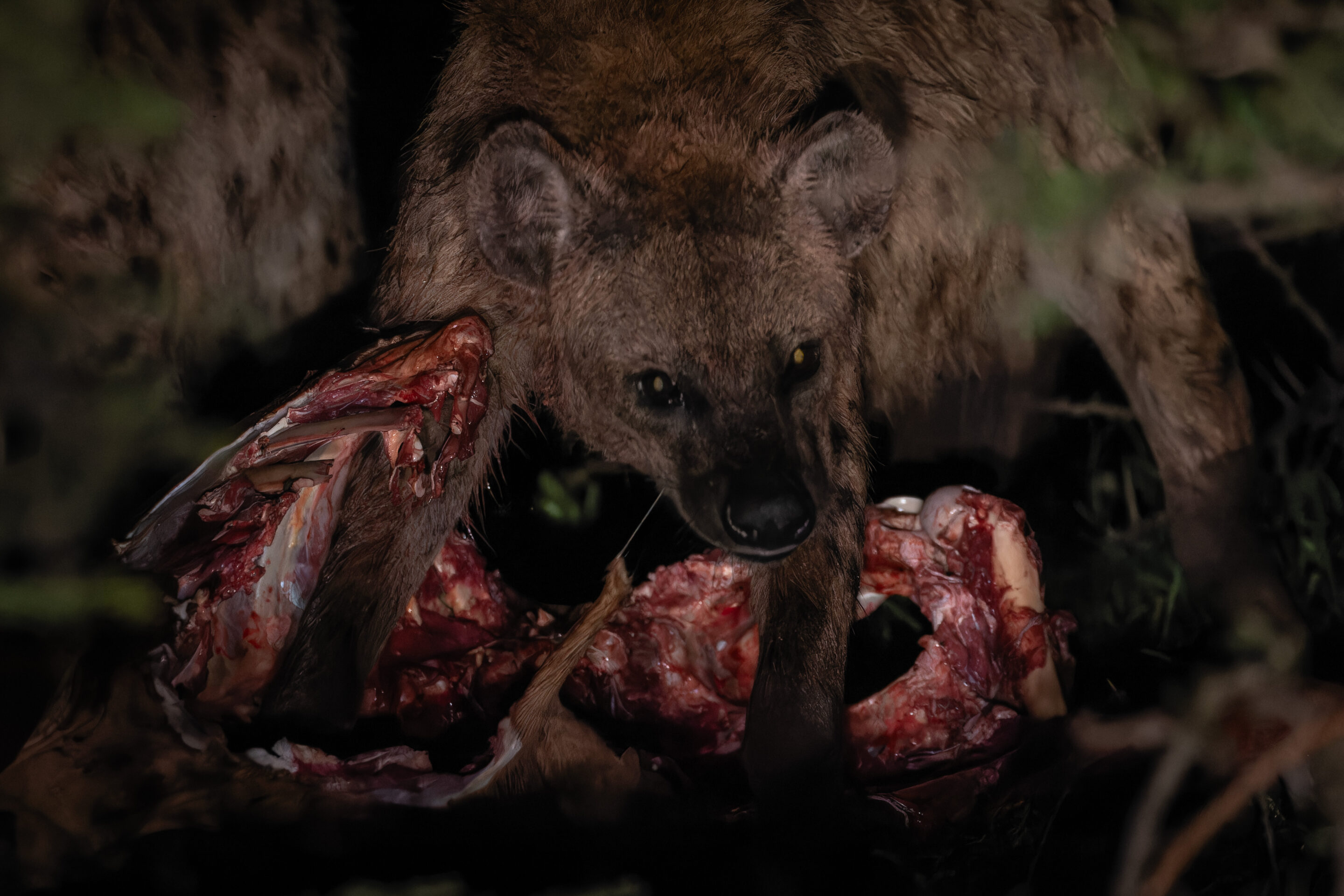 Hyène ©Jacques Bibinet - Photographe animalier