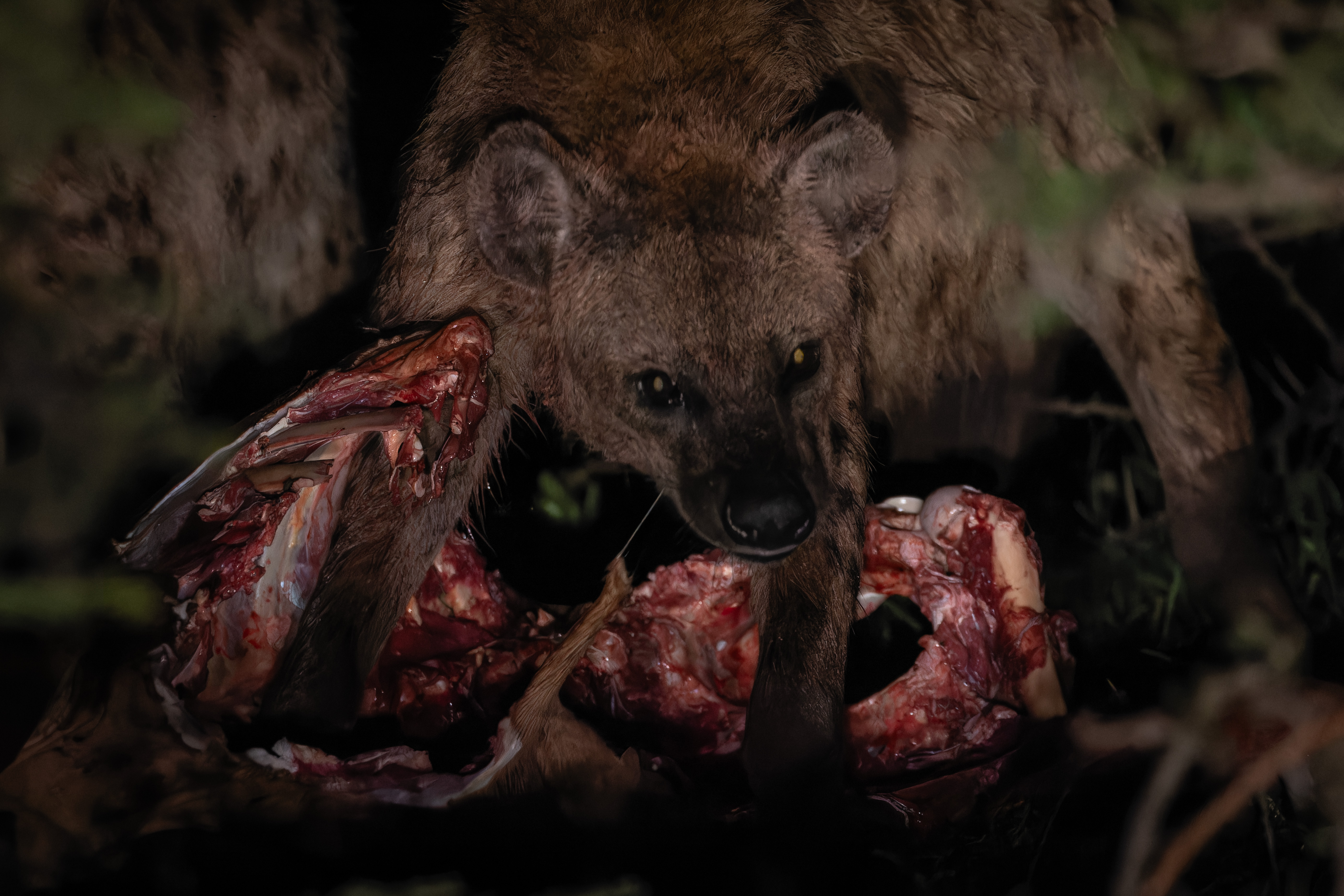 Hyène ©Jacques Bibinet - Photographe animalier