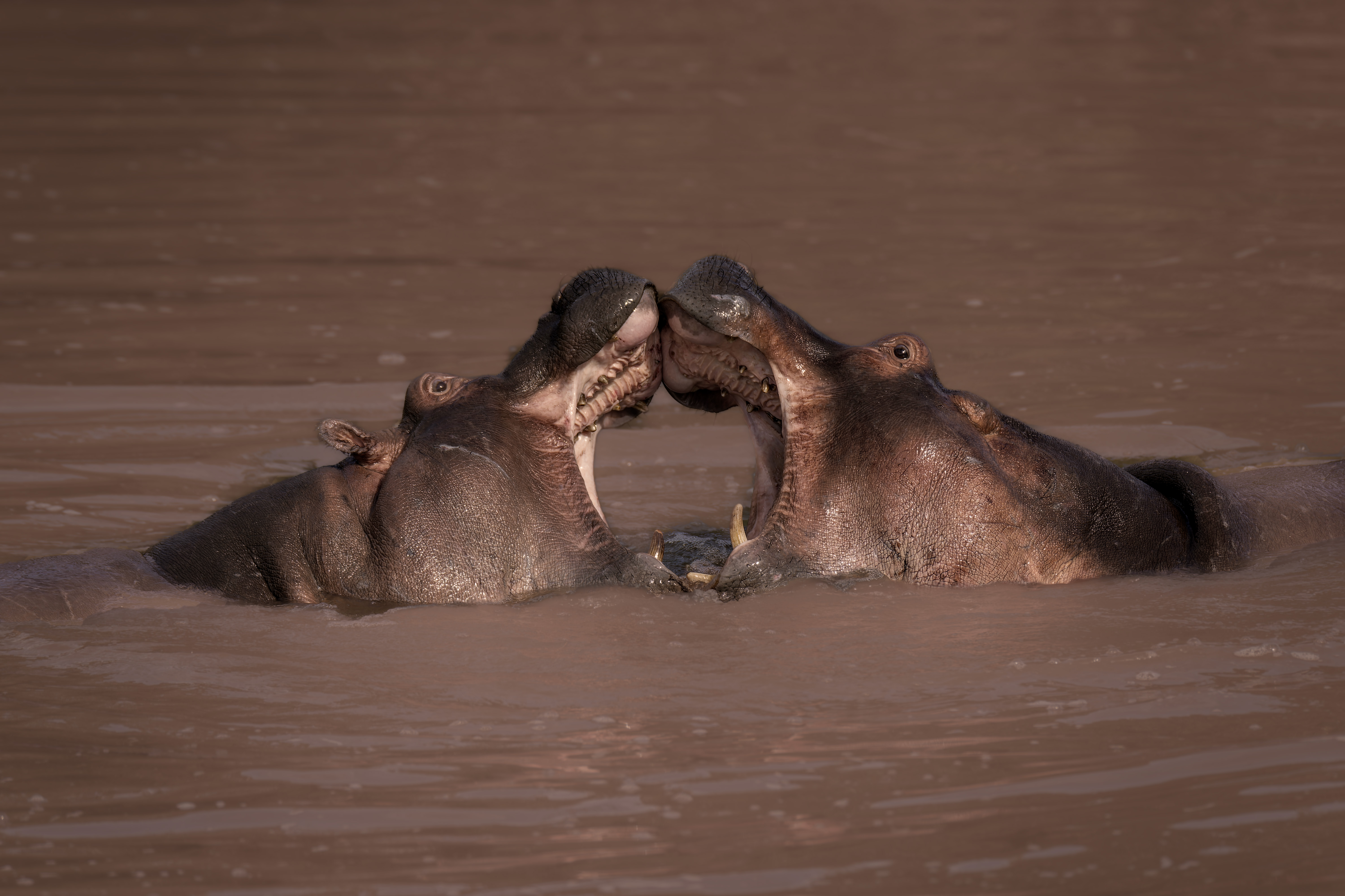 Hippopotame ©Jacques Bibinet - Photographe animalier