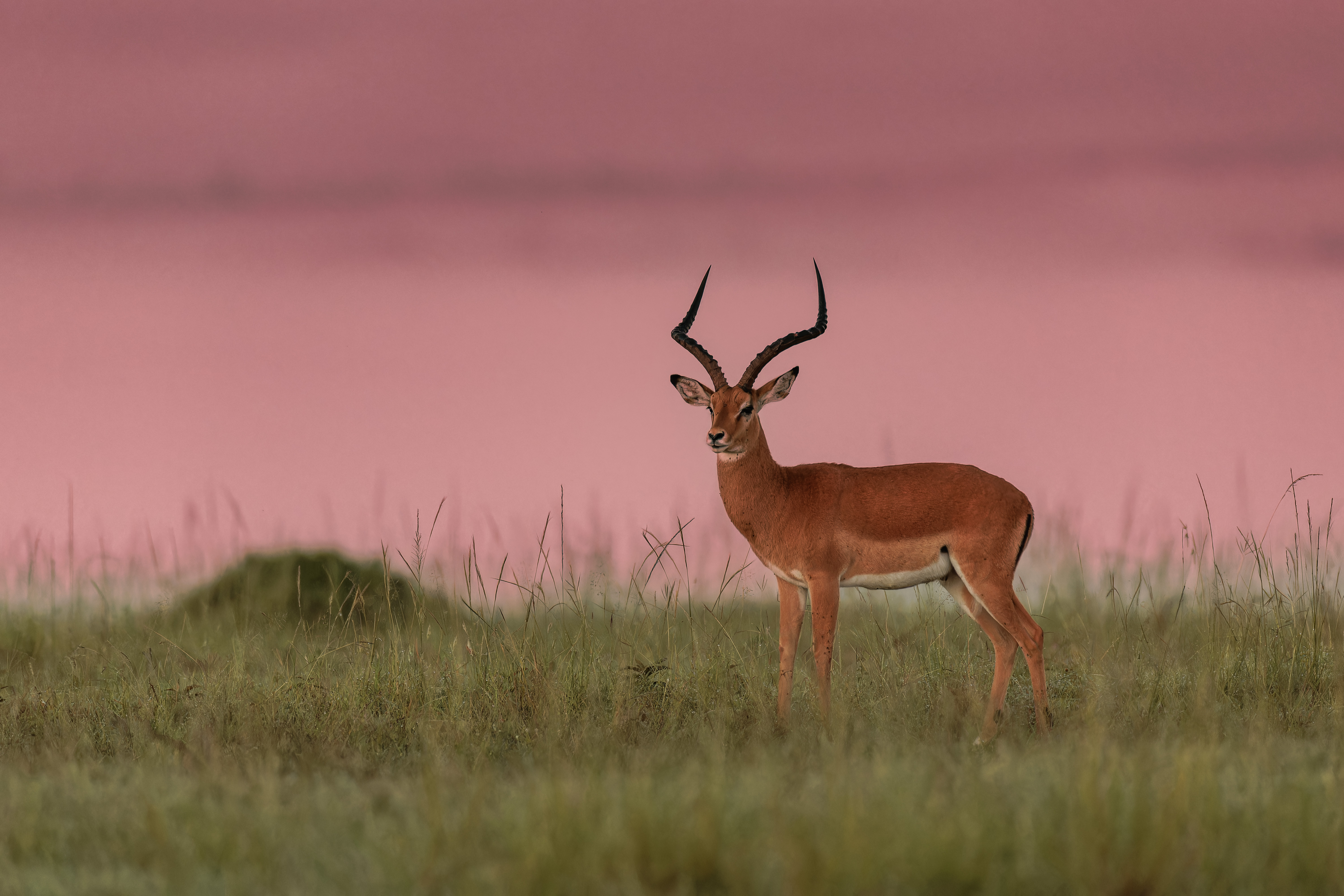 Impala ©Jacques Bibinet - Photographe animalier