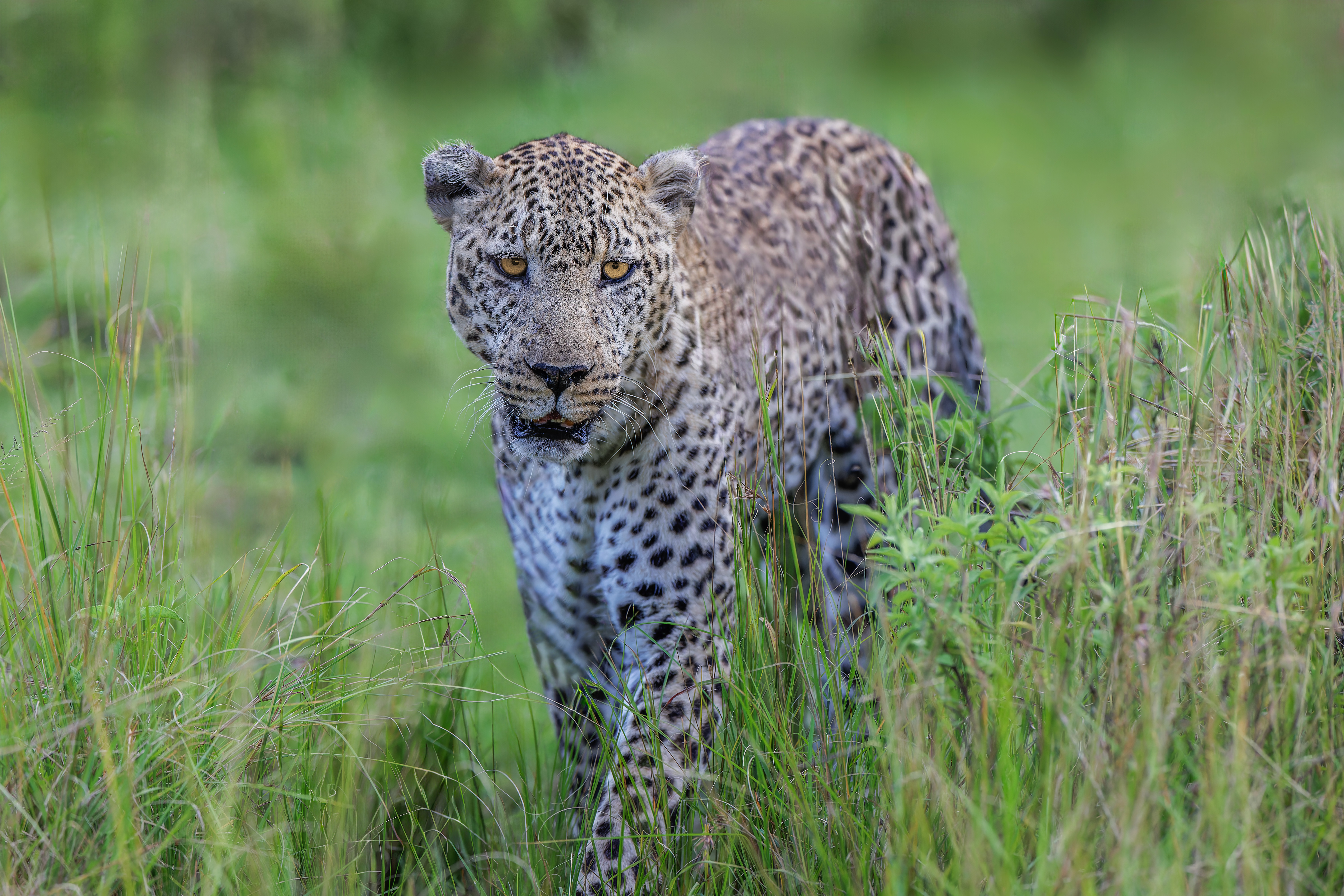 Léopard ©Jacques Bibinet - Photographe animalier
