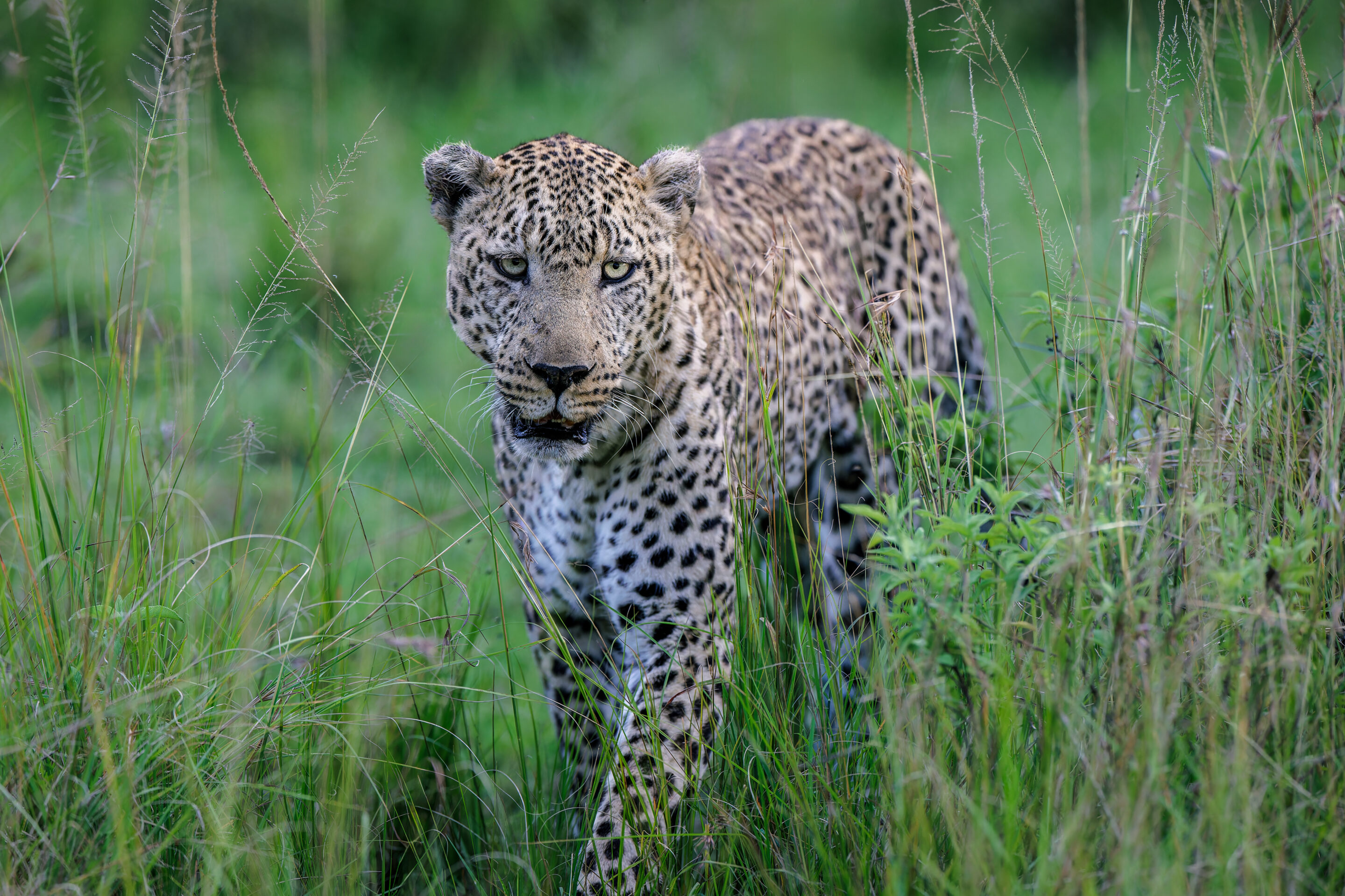 Léopard ©Jacques Bibinet - Photographe animalier