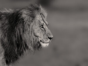 Tableau Photo Lion Fine Art ©Jacques Bibinet - Animaux sauvages d'Afrique
