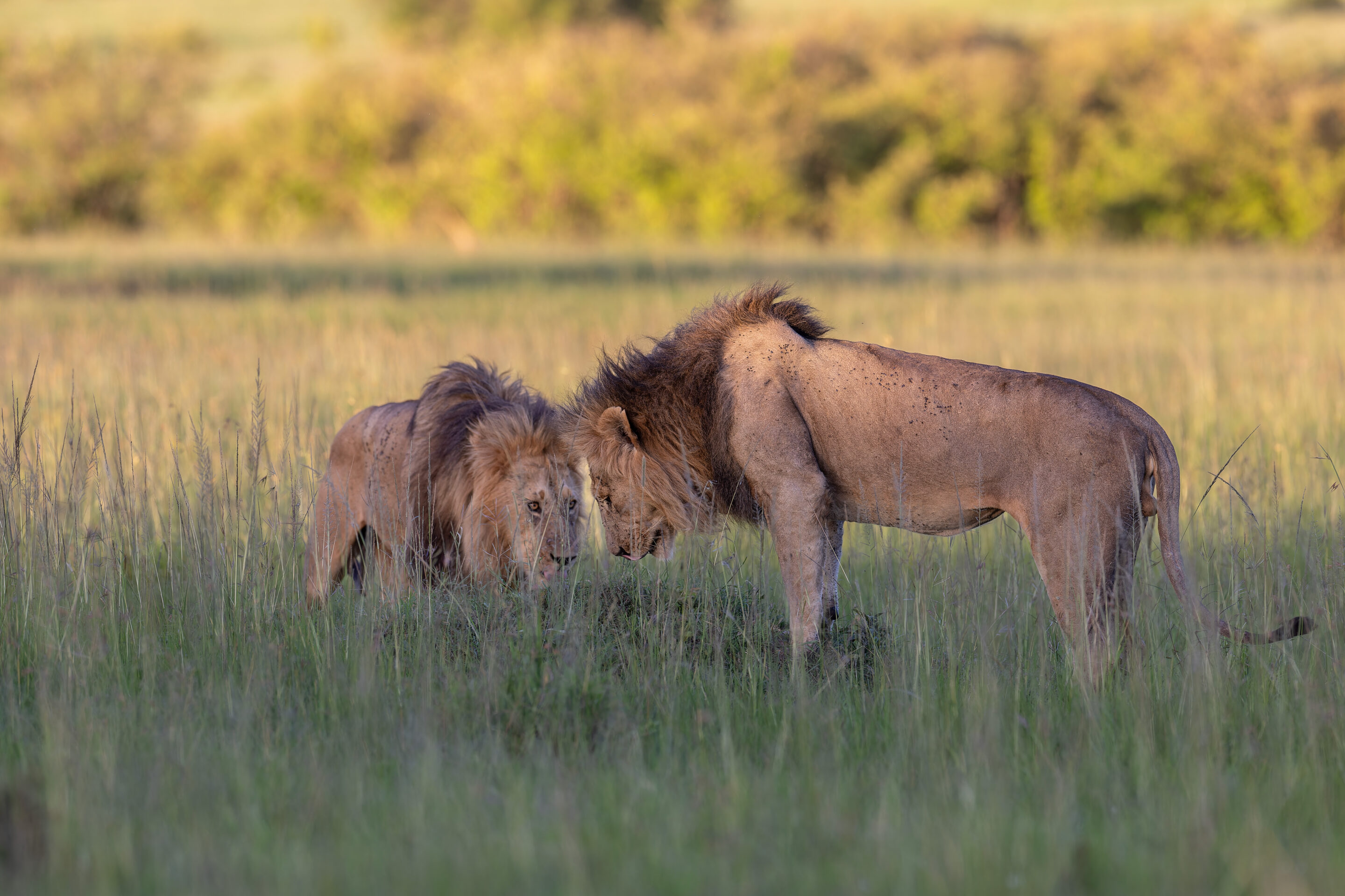 Lion ©Jacques Bibinet - Photographe animalier