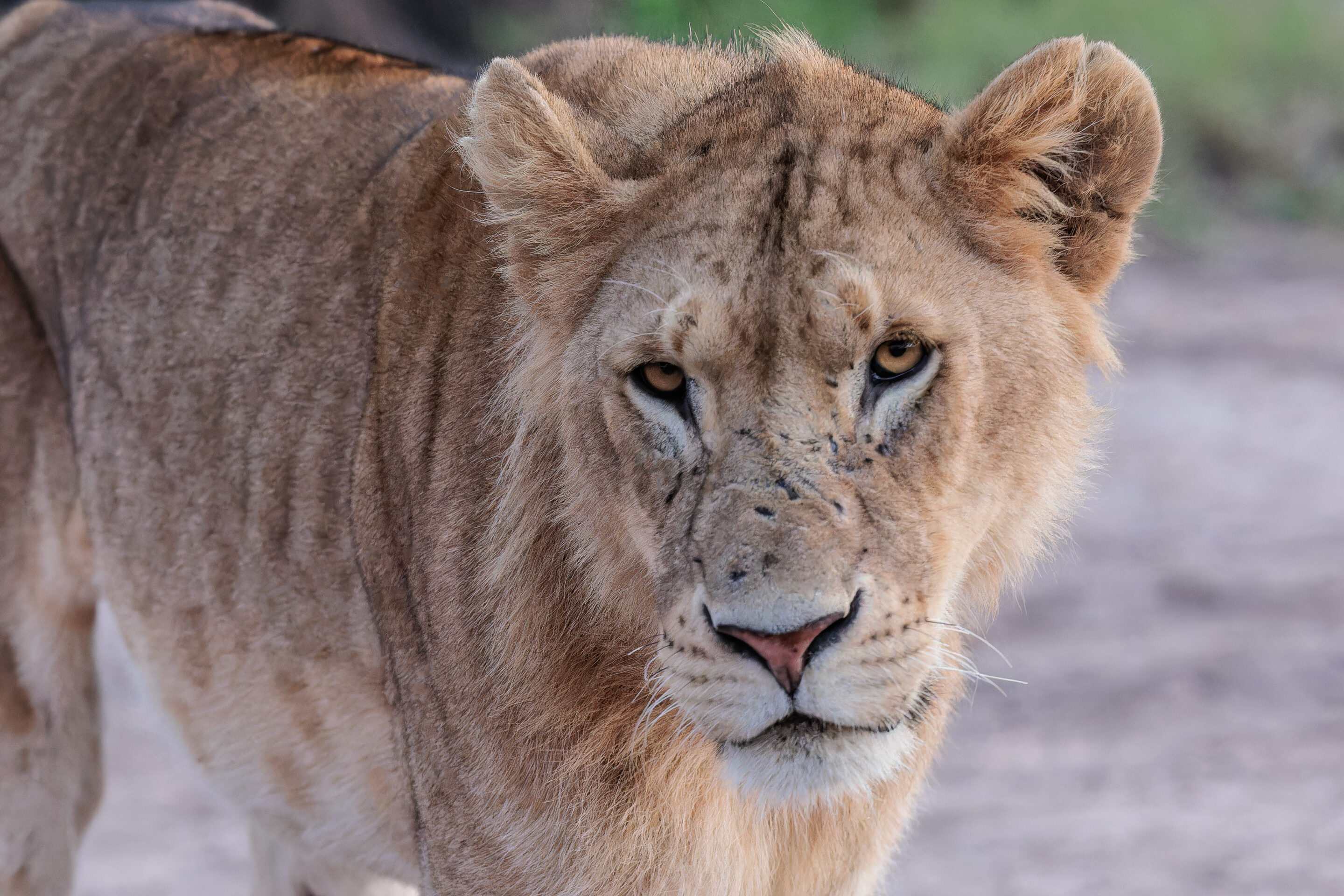 Lion ©Jacques Bibinet - Photographe animalier
