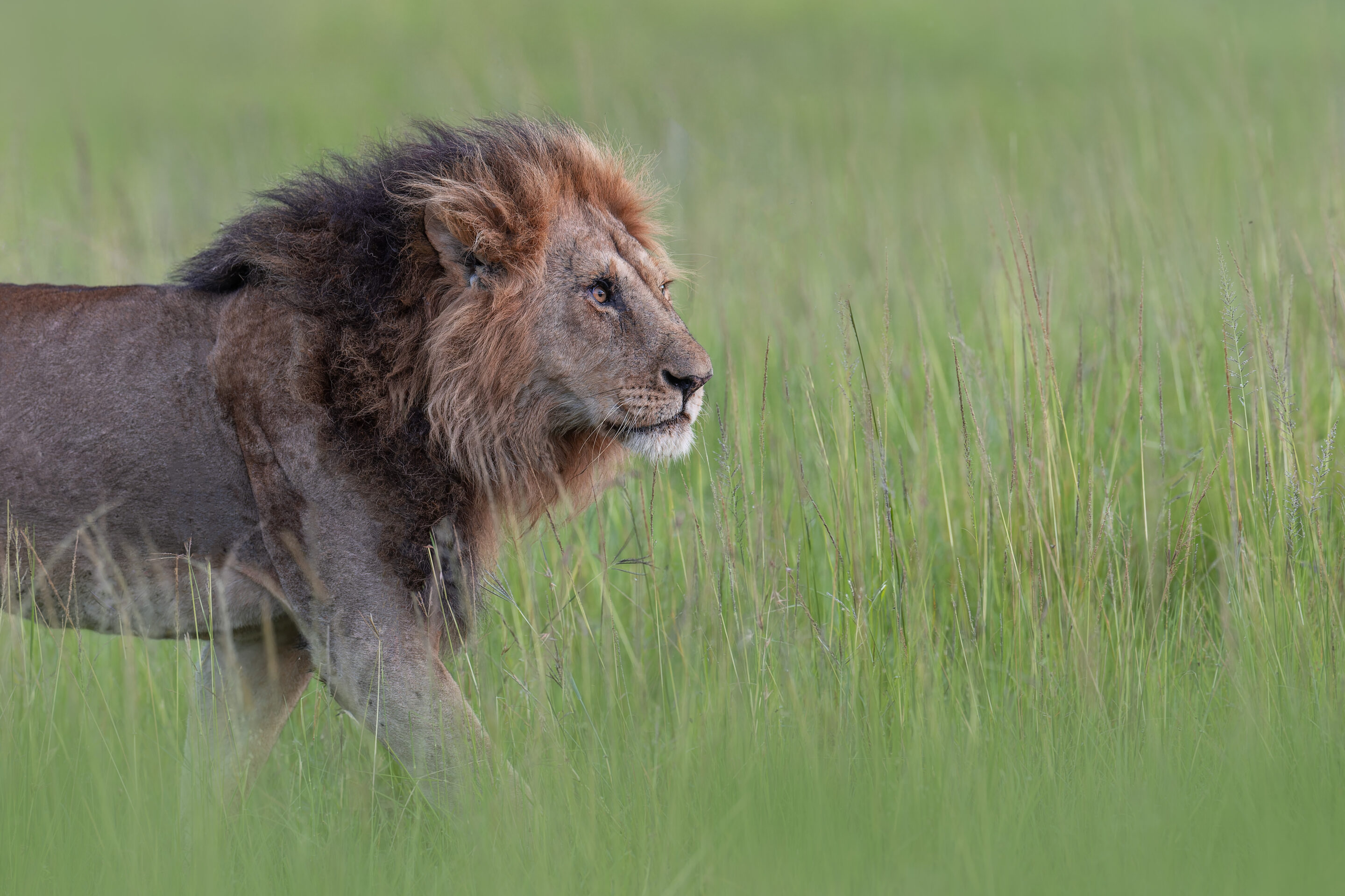 Lion ©Jacques Bibinet - Photographe animalier