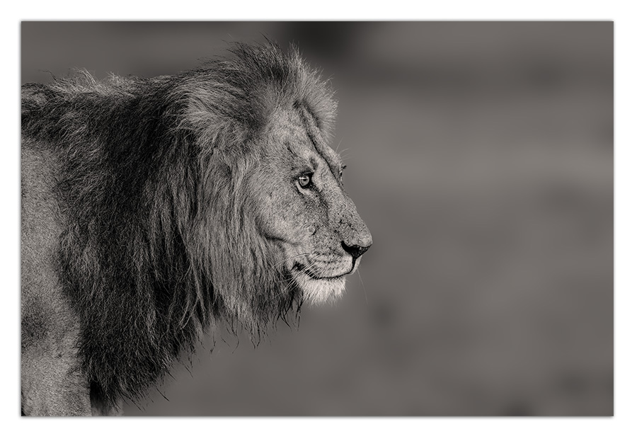 Tableau Photo Lion Alu Dibond ©Jacques Bibinet - Animaux sauvages d'Afrique