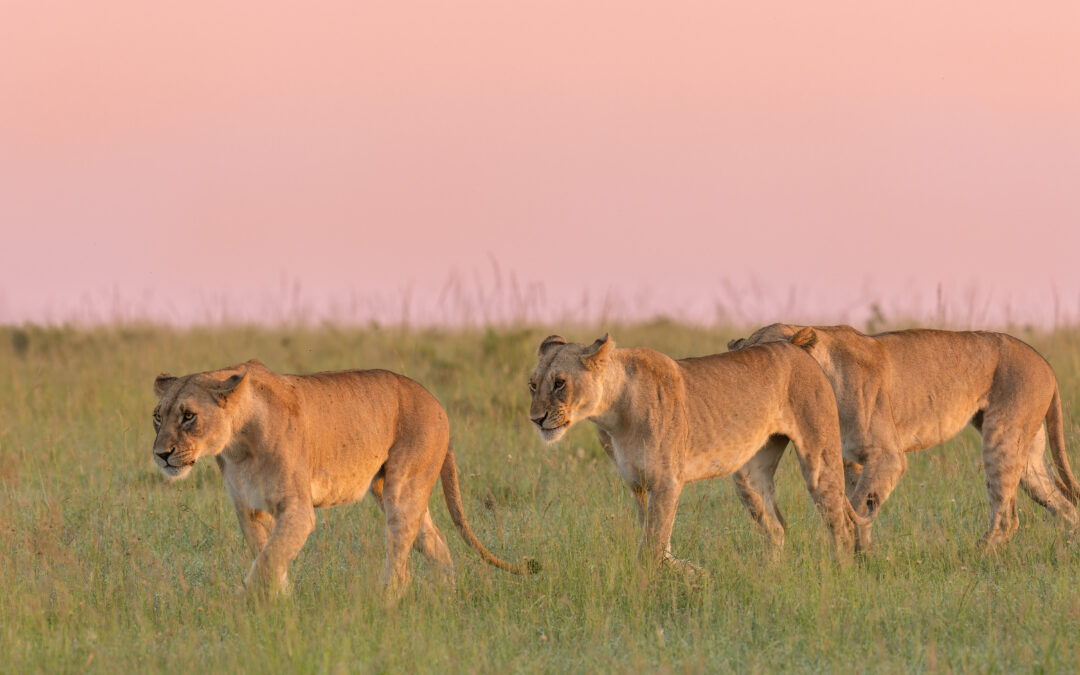 À la découverte du Massai Mara : Immersion dans le sanctuaire sauvage du Kenya