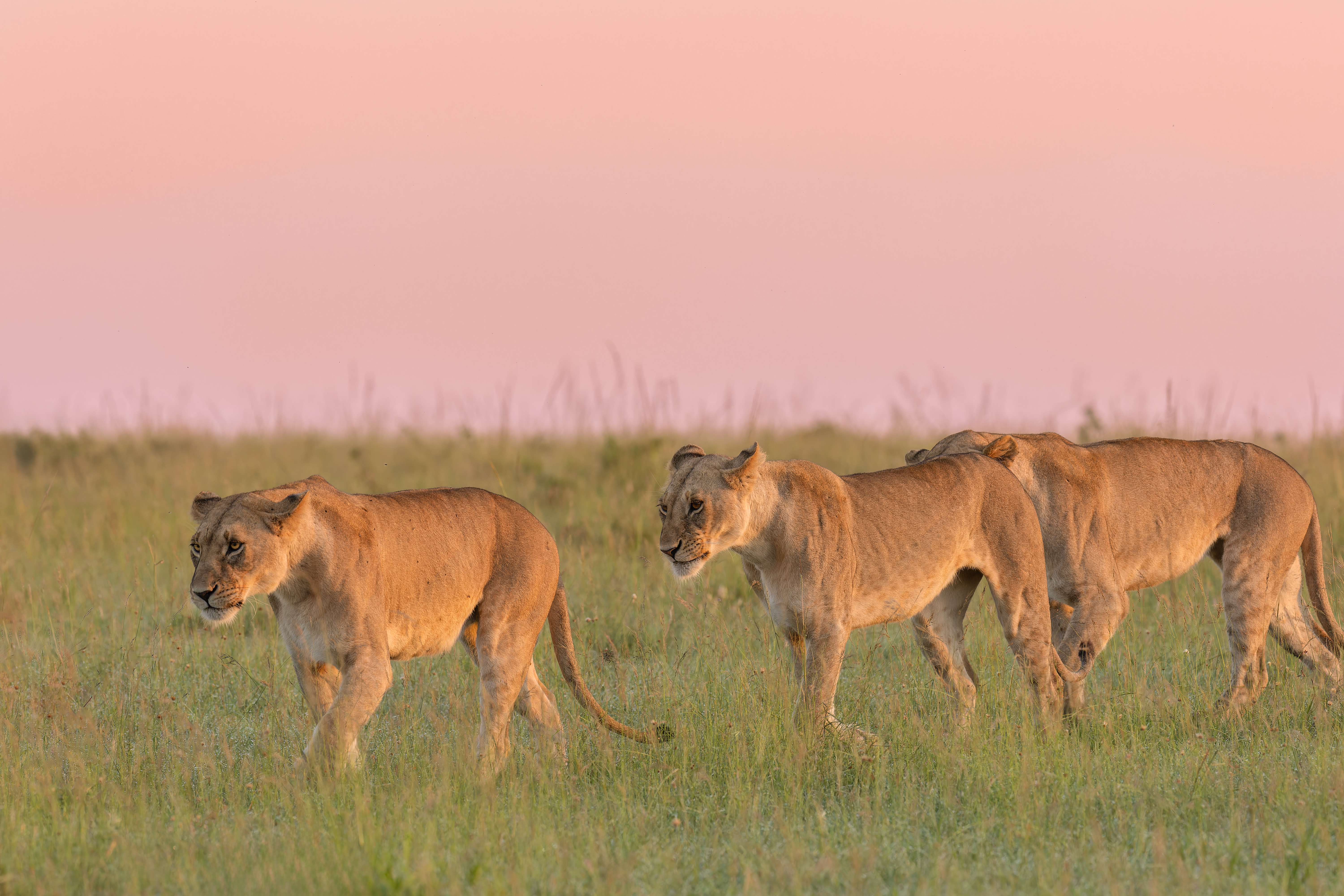 Lionne ©Jacques Bibinet - Photographe animalier