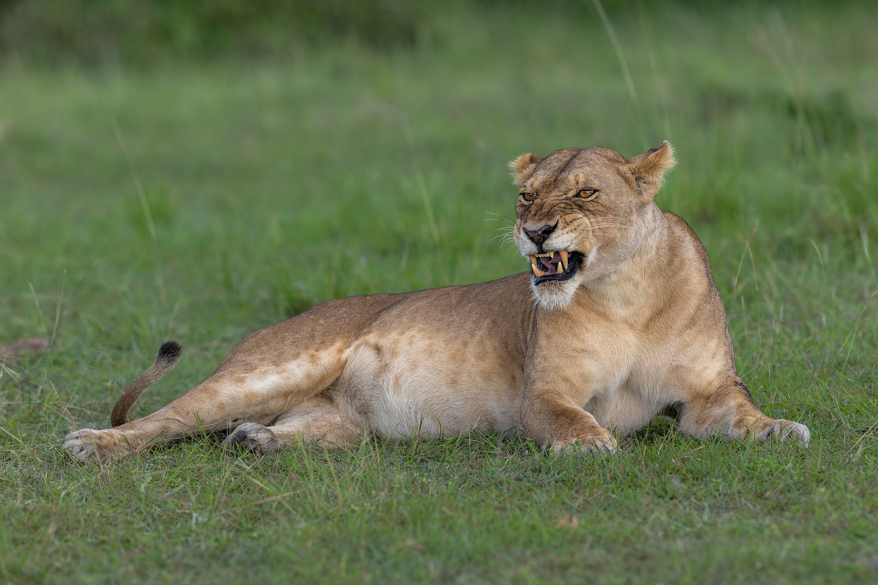 Lionne ©Jacques Bibinet - Photographe animalier